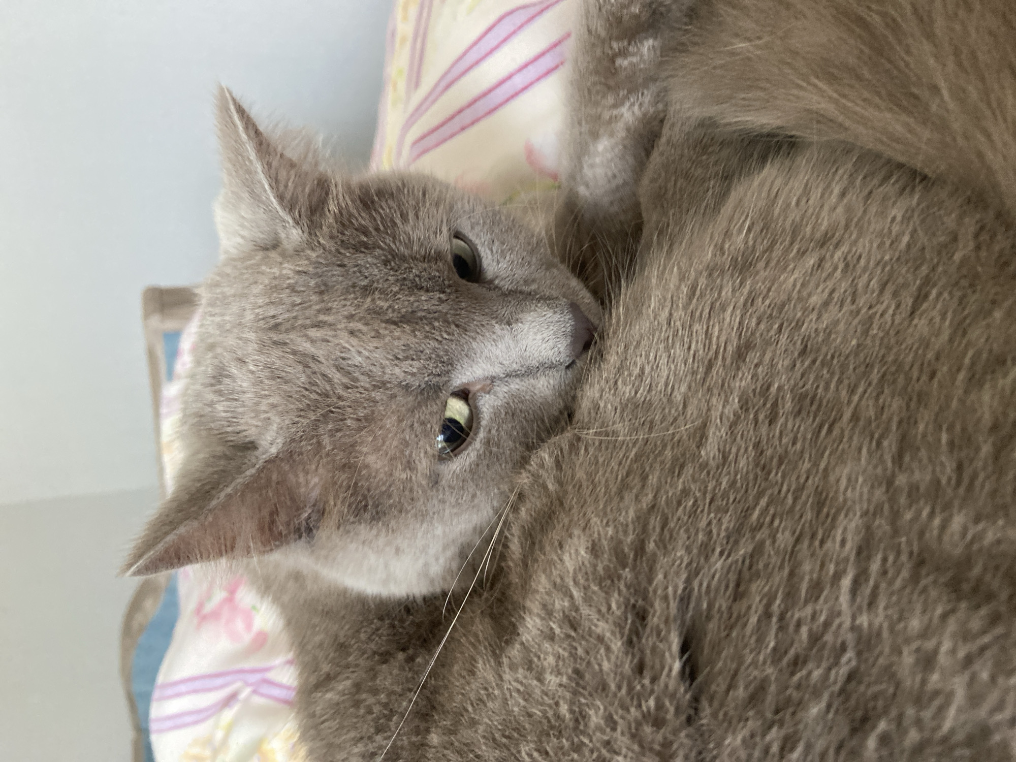 A close-up, head-on shot shows a grey cat resting on a bed. The cat's body is mostly obscured by its own fur and it is facing towards the right of the frame. Its left ear is visible and pointed upwards, while its right ear is turned slightly back. The cat's eyes are partially closed and appear to be a light green color. The background consists of a light blue wall and a floral patterned comforter with pink and white stripes. The scene appears to be indoors in a bedroom. There are no people or external elements present in the image. The location of Зимородок Днп, Russia is irrelevant to the visual content of the image.