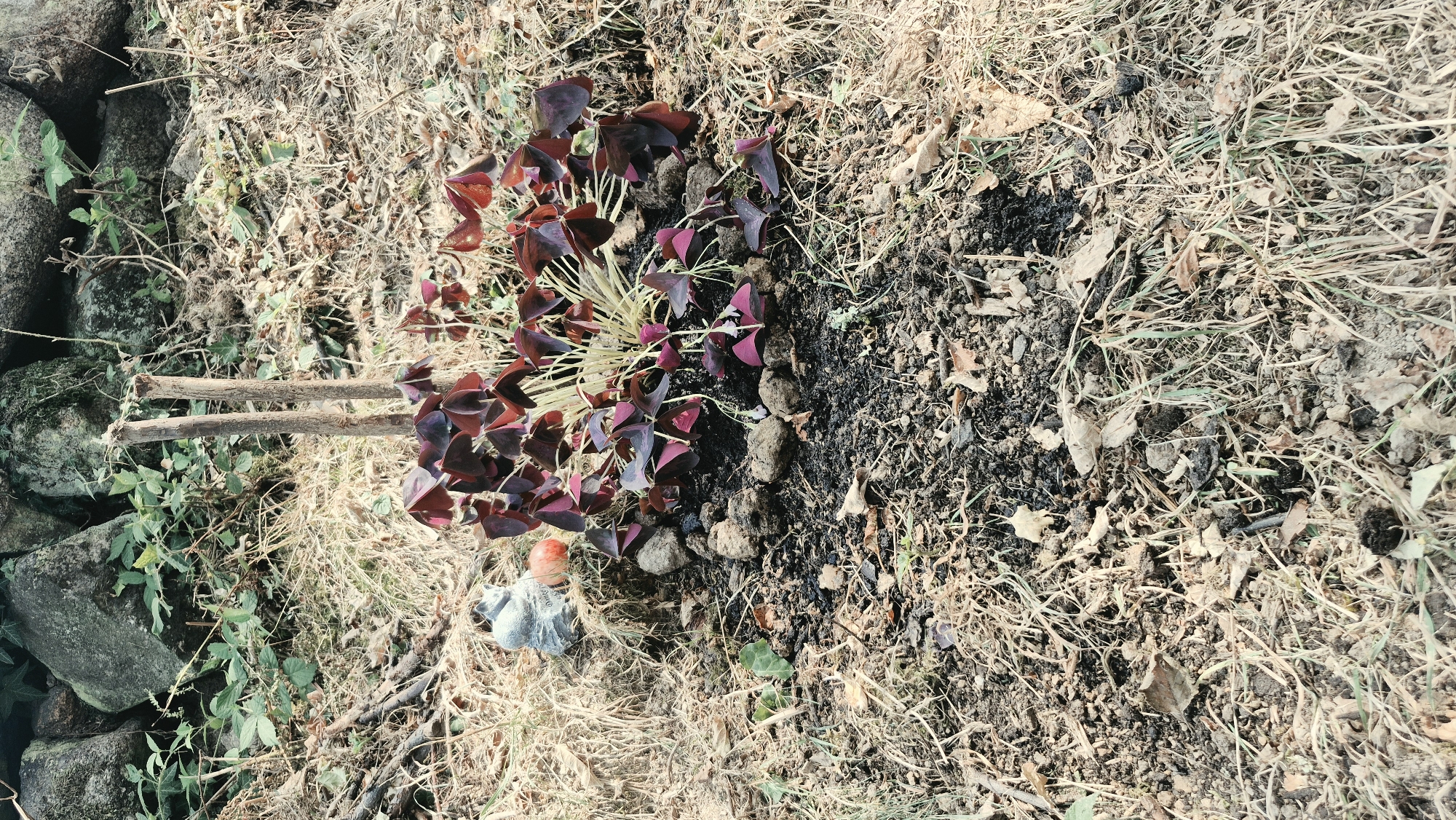 The image depicts a small, overgrown garden area. In the center, a cluster of dark purple, heart-shaped leaves, likely from an Oxalis plant, grows from a patch of dark soil surrounded by small stones. Two broken wooden stakes stand behind the plant, possibly remnants of a support structure. To the left of the plant, a small, grey, stone figurine of a cat is positioned next to a small, orange object, possibly a pumpkin or gourd. The ground is covered in dry, brown grass, fallen leaves, and loose soil. In the background, a rough stone wall is visible, overgrown with green foliage. The overall impression is one of neglect and natural overgrowth, with elements suggesting a memorial or a forgotten garden space. The location of Forbach, Germany, is a fact provided as context and is not directly discernible from the visual elements of the image itself.