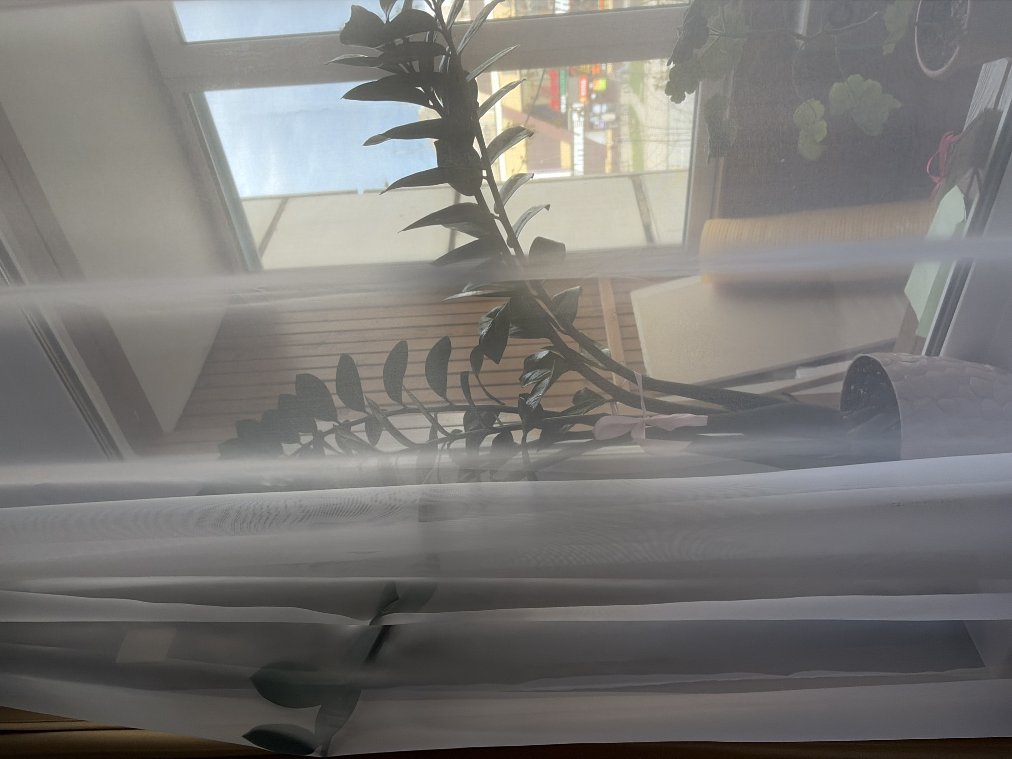 An indoor scene is captured looking outwards through a window, partially obscured by translucent white sheer curtains. A large, dark green houseplant, resembling a ZZ plant with multiple stems and ovate leaves, is prominently featured in the foreground, positioned in front of the window. Its silhouette is visible through and beyond the curtain fabric.
Beyond the curtains and the main plant, the window provides a view of an outdoor environment. The sky appears bright and partly cloudy, indicating daytime. Through the windowpanes, parts of other buildings or structures can be vaguely discerned, suggesting an urban or suburban setting in Perm, Russia. In one detailed crop, faint, blurry text on a distant building is visible but illegible.
Inside, behind the curtains and to the right, another smaller potted plant with lighter green, rounded leaves (possibly a geranium) is visible. Elements of the room's interior are also present, including what looks like part of a light-colored cushion or chair, and a decorative pot on a shelf or table. The light filtering through the curtains creates a soft, diffused illumination across the scene, lending a somewhat dreamy or hazy quality to the image. No people or specific activities are depicted; the scene is static, focusing on the interplay of light, plants, and the partially revealed outdoor view.