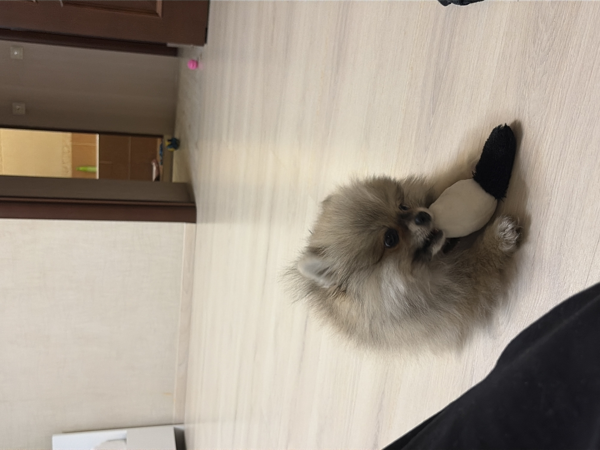 The image depicts an indoor scene with a young Pomeranian dog as the primary subject. The dog, characterized by its light brown and cream-colored fluffy fur, is positioned on a light-toned, possibly laminate or wood-paneled floor. It is lying down, holding a two-toned toy in its mouth, which has a white main body and a distinct black, textured segment at one end.
In the immediate foreground, a dark fabric, likely clothing, is partially visible on the lower left. The background features plain, light-colored walls. To the left, a portion of a white, vertical object is visible against a beige wall with a baseboard. In the center-right, an open doorway reveals a glimpse into another room with light brown tiled walls and a small green bottle on a shelf. Further right, another doorway with a dark brown frame is partially visible. On the floor in the mid-ground, a small blue and yellow ball and a pink spherical object are present. The lighting is even, illuminating the domestic interior. The specific location in the city of Saint Petersburg, Russia, cannot be determined from the visual information provided in the image.