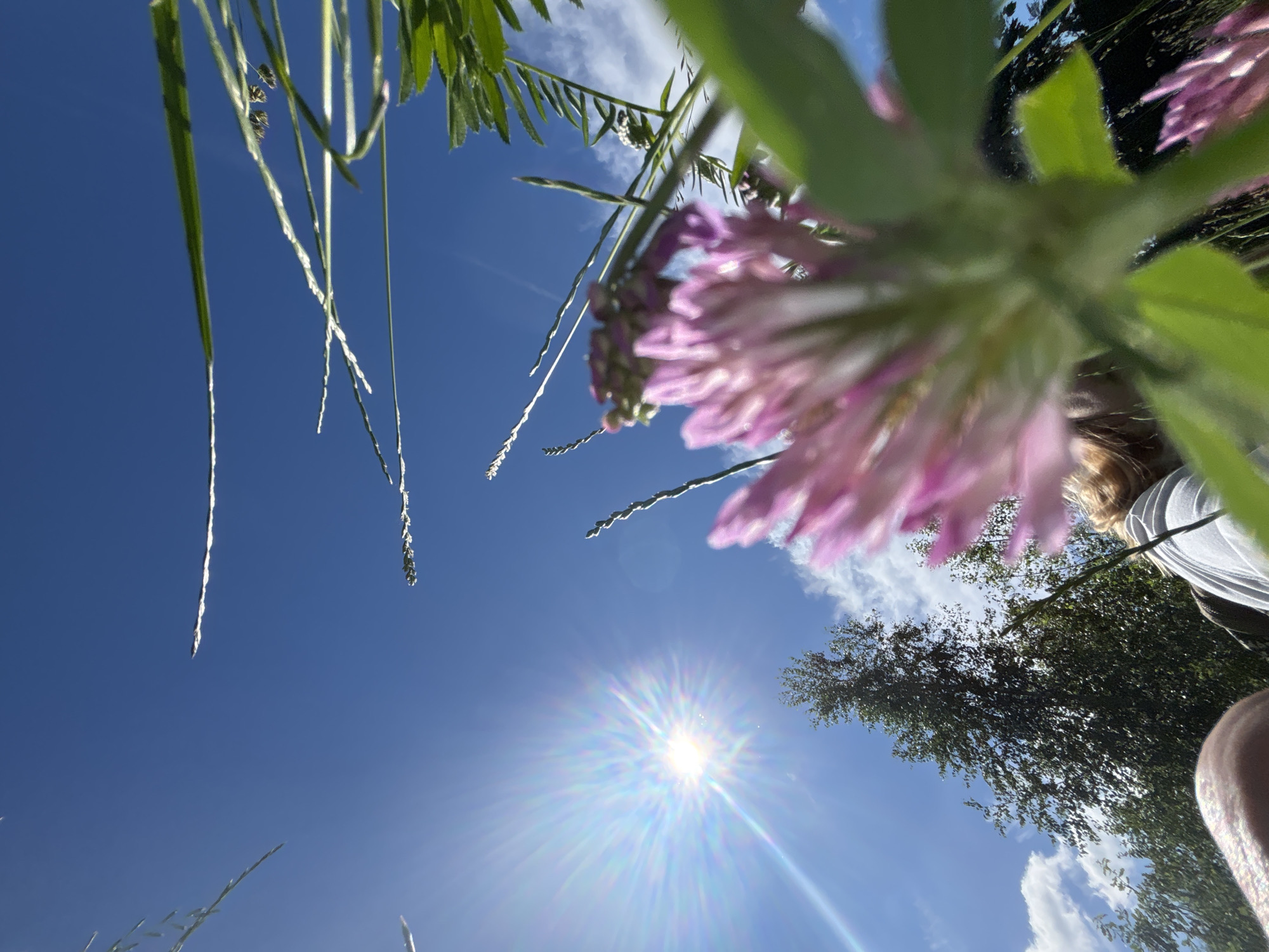 An extreme low-angle outdoor shot captures a bright sunny day with a clear blue sky. The sun, positioned in the upper left quadrant, is intensely bright with noticeable lens flare radiating outwards. In the foreground, a blurred pink clover flower dominates the right side of the frame, its petals soft and out of focus. Several blades of grass and other green foliage are also visible, some in sharp focus and others blurred, extending from the bottom and sides of the image. In the background, a tall, dark green tree stands silhouetted against the sky, partially obscured by clouds. A person's shoulder and blonde hair are visible in the lower right portion of the image, suggesting they are lying down or sitting in the grass. The overall impression is one of a serene summer day, possibly in a park or natural area within Minsk, Belarus.