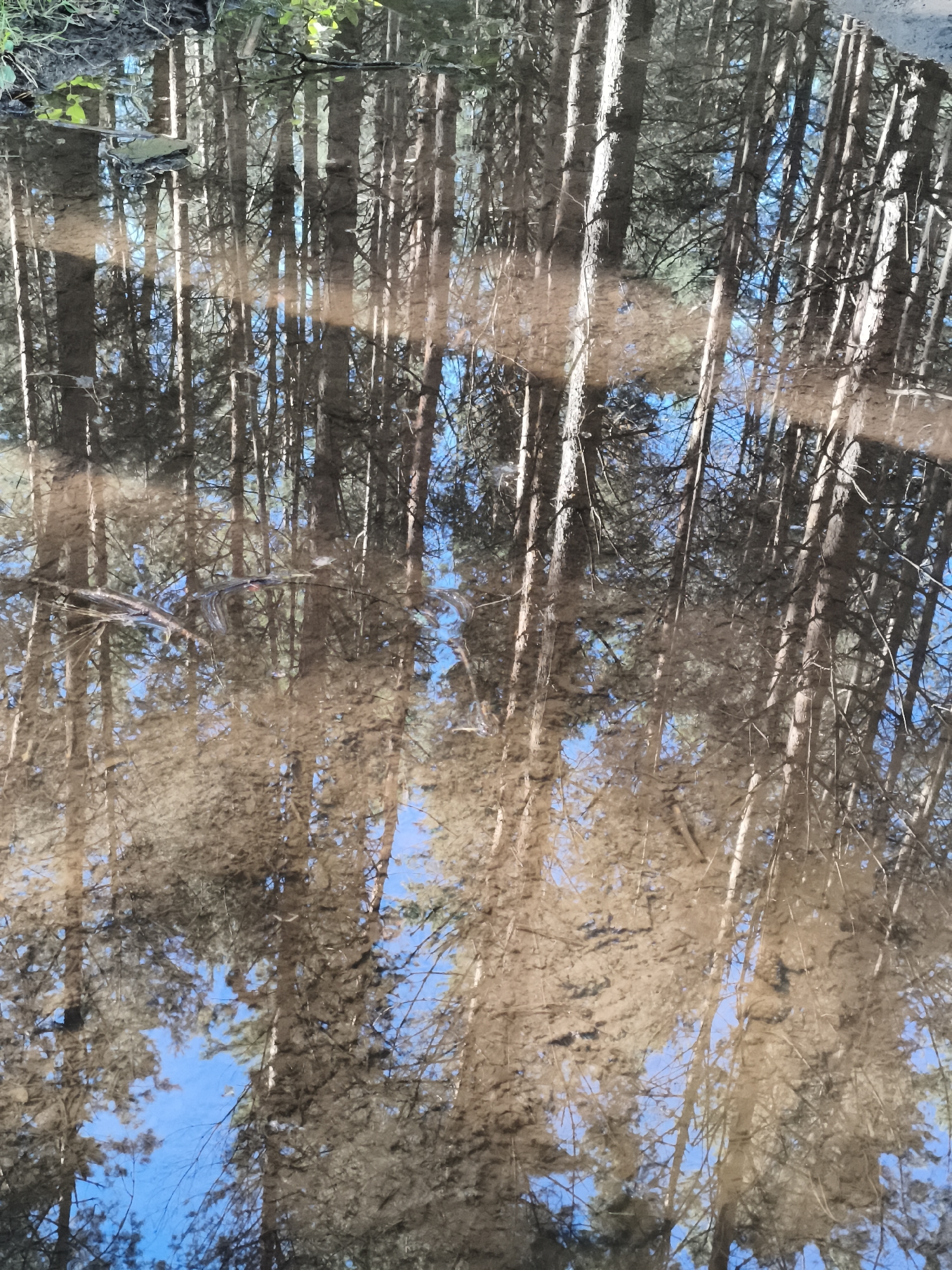 The image shows a reflection of pine trees and a bright blue sky in a puddle of water. The trees are tall and slender with rough bark and thin branches. The reflection is distorted by ripples in the water, creating a blurry, impressionistic effect. The ground around the puddle appears to be muddy and covered in dry leaves and pine needles. In the top left corner of the image, there are some green leaves, suggesting that this scene is likely from a forest or wooded area.
The location is a puddle in a forest on the outskirts of the city of Chaikovsky, Russia. The time of day appears to be daytime, based on the bright sky. There are no people or animals visible in the image. The scene is peaceful and natural, typical of a forest environment.