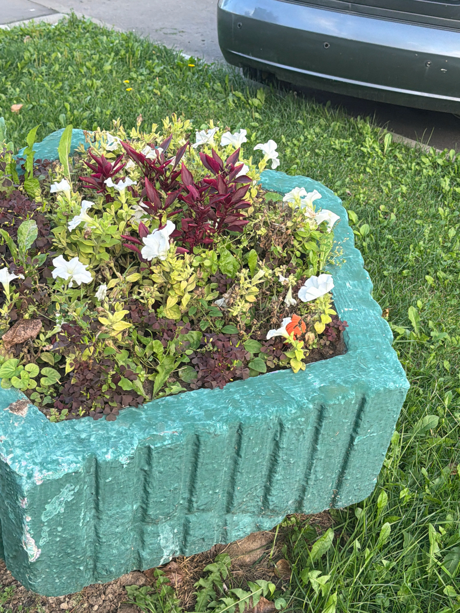 A square, teal-colored concrete planter is filled with a mix of plants, including vibrant red-leafed foliage and white petunias. The planter has a textured, somewhat weathered surface with vertical indentations along its sides. It sits on a patch of dark soil amidst a backdrop of green grass. In the upper right portion of the image, the dark green bumper of a car is visible, with parking sensors embedded. The overall scene suggests an urban outdoor setting, possibly a park or street, in Moscow, Russia. There are no people or animals present in the image.