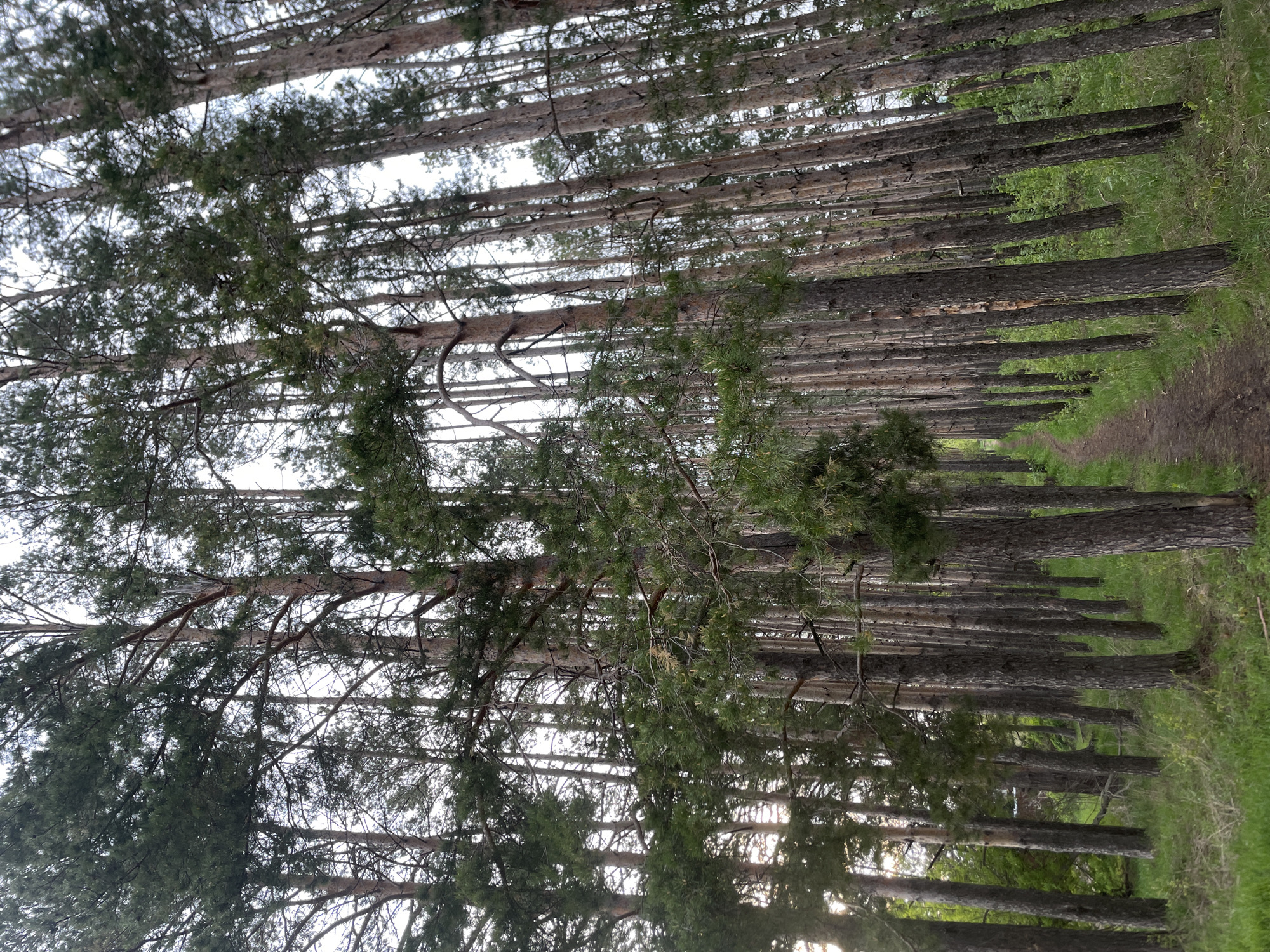 The image shows a forest or wooded area in Подшивалово, Russia. Tall, slender trees with dark bark line both sides of a narrow, dirt path that recedes into the distance. Green grass and foliage grow along the edges of the path and between the trees. The trees are close together, creating a dense canopy above. Sunlight filters through the trees, creating dappled light on the ground. The overall impression is of a quiet, natural setting.