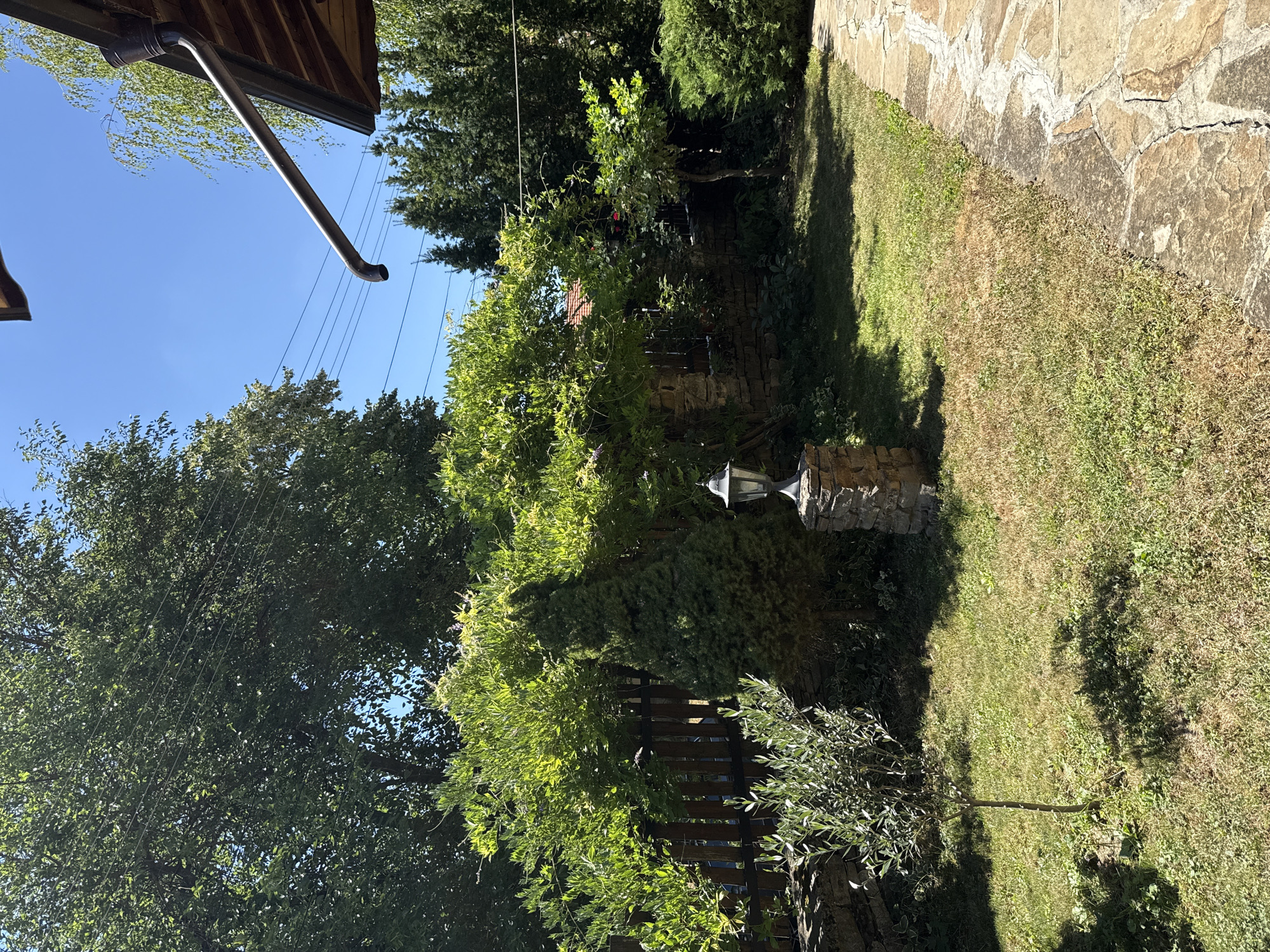 The image depicts a sunlit backyard in Petrevene, Bulgaria. A flagstone pathway borders a grassy lawn. In the center, a small olive tree stands near a stone wall. A conifer, a lamp on a stone pedestal, and a dense green shrub are also visible. Behind these, a wooden fence is partially obscured by lush foliage, and a stone wall runs along the property line. The background features a clear blue sky, overhead power lines, and the roof of a building with a downspout. Mature trees, including a large one with abundant leaves and a smaller birch tree, create a canopy.