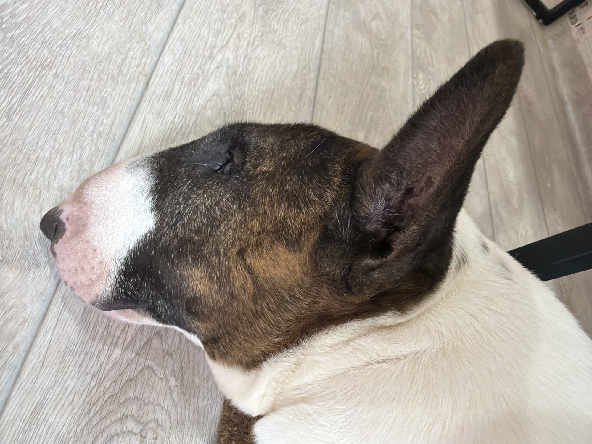 A close-up photograph depicts a Bull Terrier dog lying on a light-colored, wood-grain-patterned floor. The dog has a brown and white coat, with the brown coloration concentrated around its head and ear, and the white mainly on its muzzle and neck. The dog's eye is visible and closed. The image appears to be taken indoors. There is no evidence to suggest that the location is Chaikovsky, Russia.
