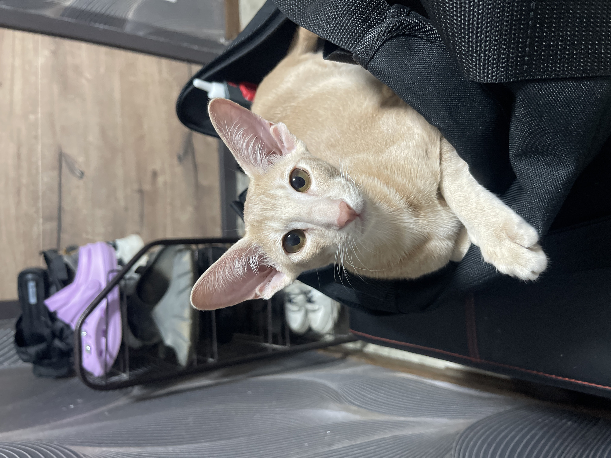 A light-colored cat with large ears is sitting in a black bag. Behind the cat, a shoe rack with several pairs of shoes, including a pair of purple clogs, is visible. The background appears to be a room with wooden flooring and textured walls. The image does not provide any information about the location in the city of Pokoinoe, Russia.