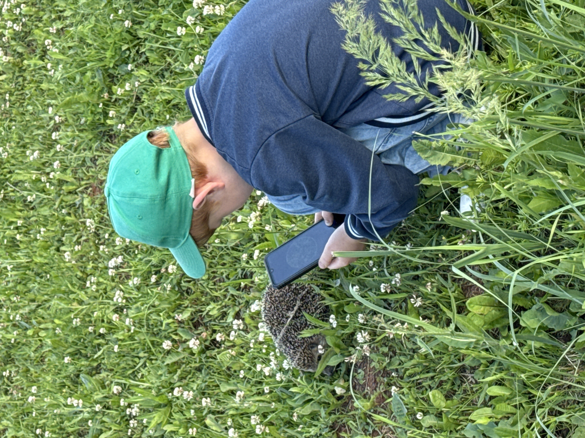 In this overhead shot, a person wearing a blue sweatshirt and jeans is crouched in a grassy field dotted with small white flowers. The person has on a green baseball cap, and their hair is reddish-blonde. They are holding a dark-colored smartphone, seemingly to take a picture or video of a hedgehog that is curled up in the grass in front of them. The hedgehog is small and spiky, with its face partially obscured. The surrounding environment is lush and green, with tall grass and clover, suggesting a natural, outdoor setting. The lighting appears to be natural daylight, possibly late afternoon or early evening given the softness of the light. The scene evokes a sense of curiosity and gentle observation of nature. No visible text is present in the image.