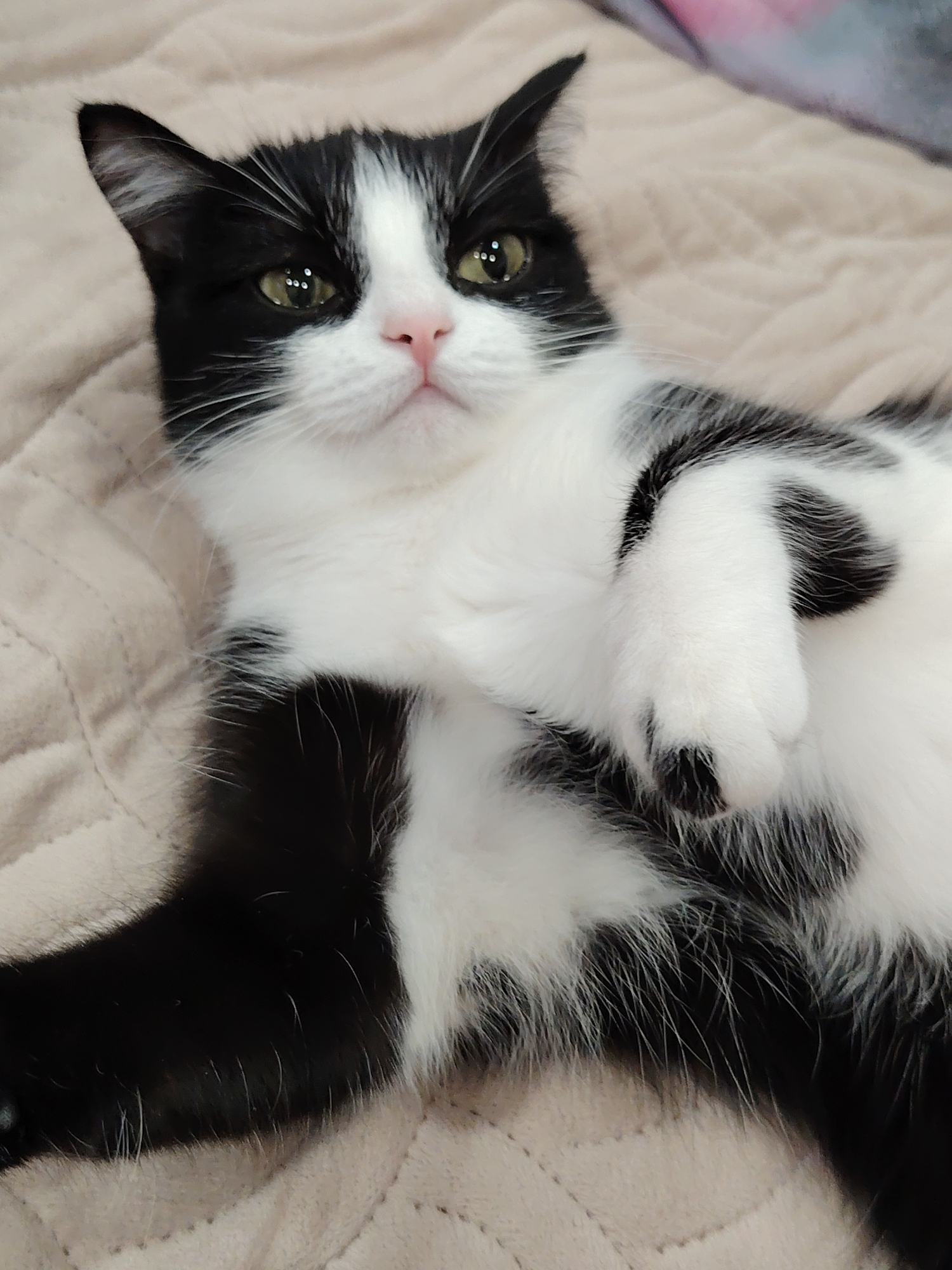 An indoor, close-up, eye-level shot shows a black and white cat lying on its back on a quilted, light beige blanket. The cat is positioned diagonally across the frame, facing the camera. Its eyes are open and a light green color, and its pink nose is visible. The cat's paws are curled up near its chest. The blanket has a subtle diamond-patterned stitching.