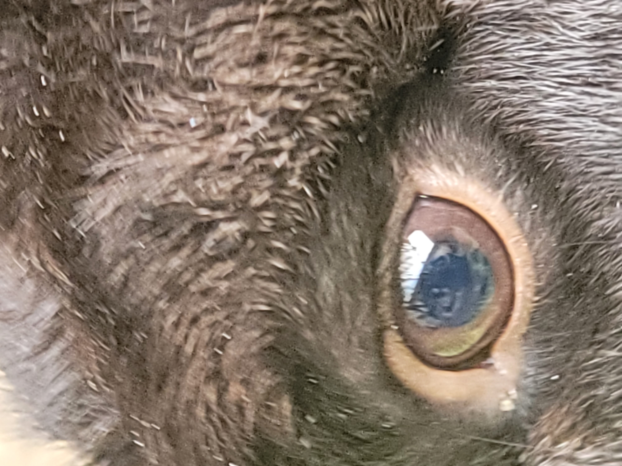 The image is an extreme close-up of an animal's eye. The eye is brown with a dark pupil reflecting some light. It is surrounded by thick, dark brown fur, which appears somewhat matted and possibly wet, with some lighter-colored specks that could be water droplets or dust. The texture of the fur is visible, with individual strands appearing coarse. The image is focused on the eye and the immediate surrounding fur. There is no discernible background, and therefore no specific location in the city of Barakin Akawo, Nigeria can be identified.