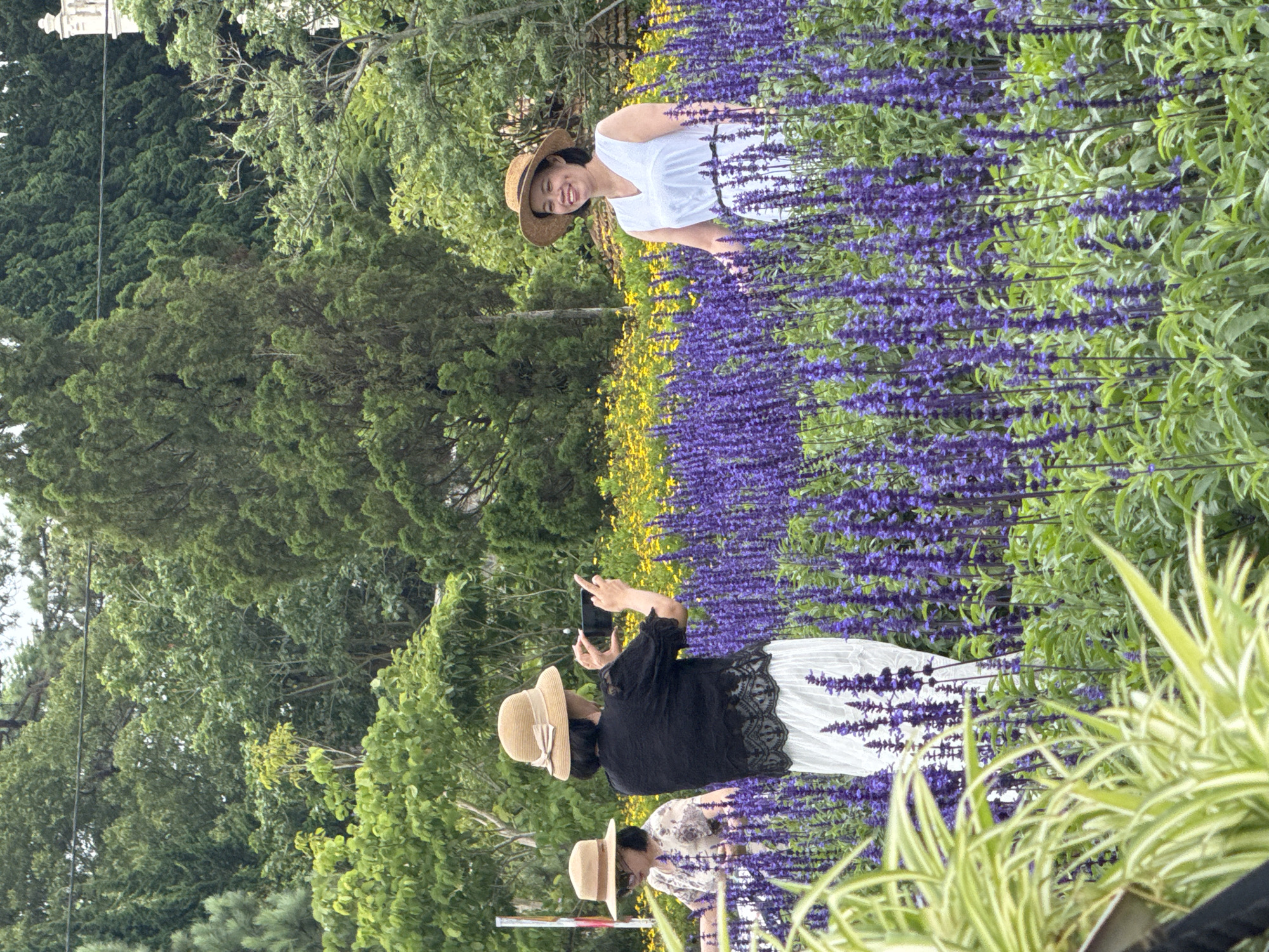 In a Da Lat flower garden, three women are enjoying the scenery. In the foreground, a woman in a straw hat and black lace top, and a white skirt, is taking a photo with her smartphone. To her left, another woman in a straw hat and floral top is also looking at her phone. In the background, a woman in a white dress and straw hat smiles at the camera, standing amidst vibrant purple flowers and yellow wildflowers. Lush green trees and foliage form a dense backdrop.