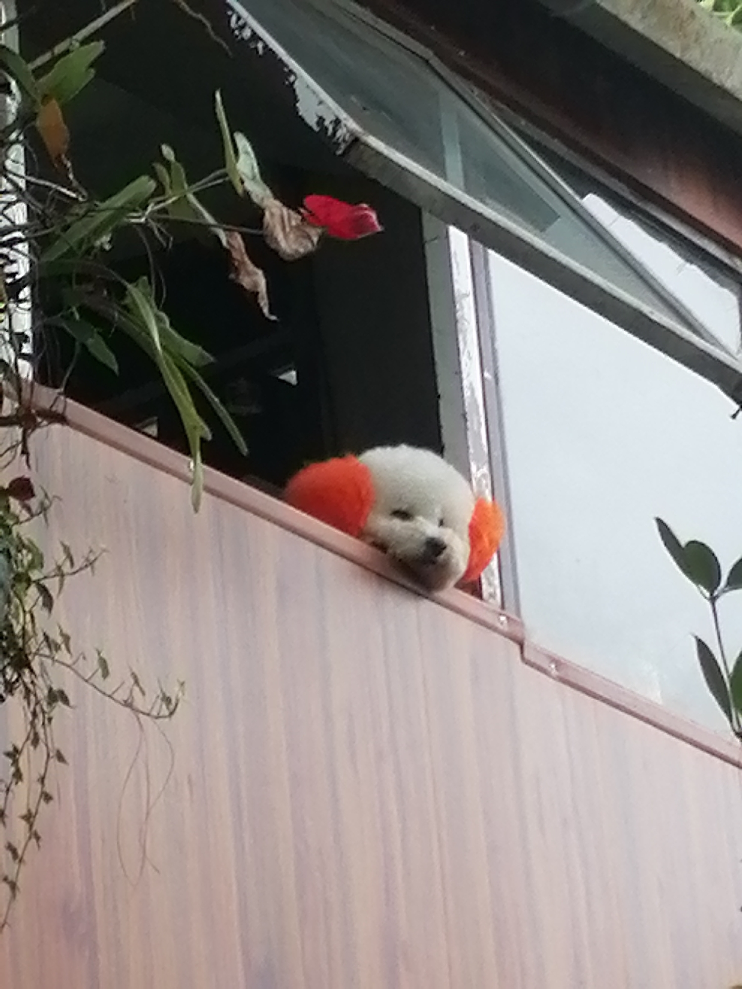 A small, white, fluffy dog with strikingly bright orange-dyed ears is captured in a close-up, slightly low-angle shot. The dog is resting its head on the top edge of a light brown or peach-colored wooden structure, which appears to be a balcony railing or a window ledge. Its eyes are partially closed, giving it a relaxed, sleepy, or contemplative expression as it looks outwards.
To the left of the frame, various green plants, including vines and broad leaves, hang down, with a vibrant red flower partially visible amidst the foliage. The background features part of a building with a window, possibly an angled skylight or upper-floor window, showing glass panes and dark framing. The natural, soft light indicates it is daytime.
The scene portrays a serene moment of the dog observing its environment from an elevated position. The setting, characterized by the building architecture and plant life, is consistent with a cozy outdoor space in Da Lat, Vietnam. There is no visible text in the image.