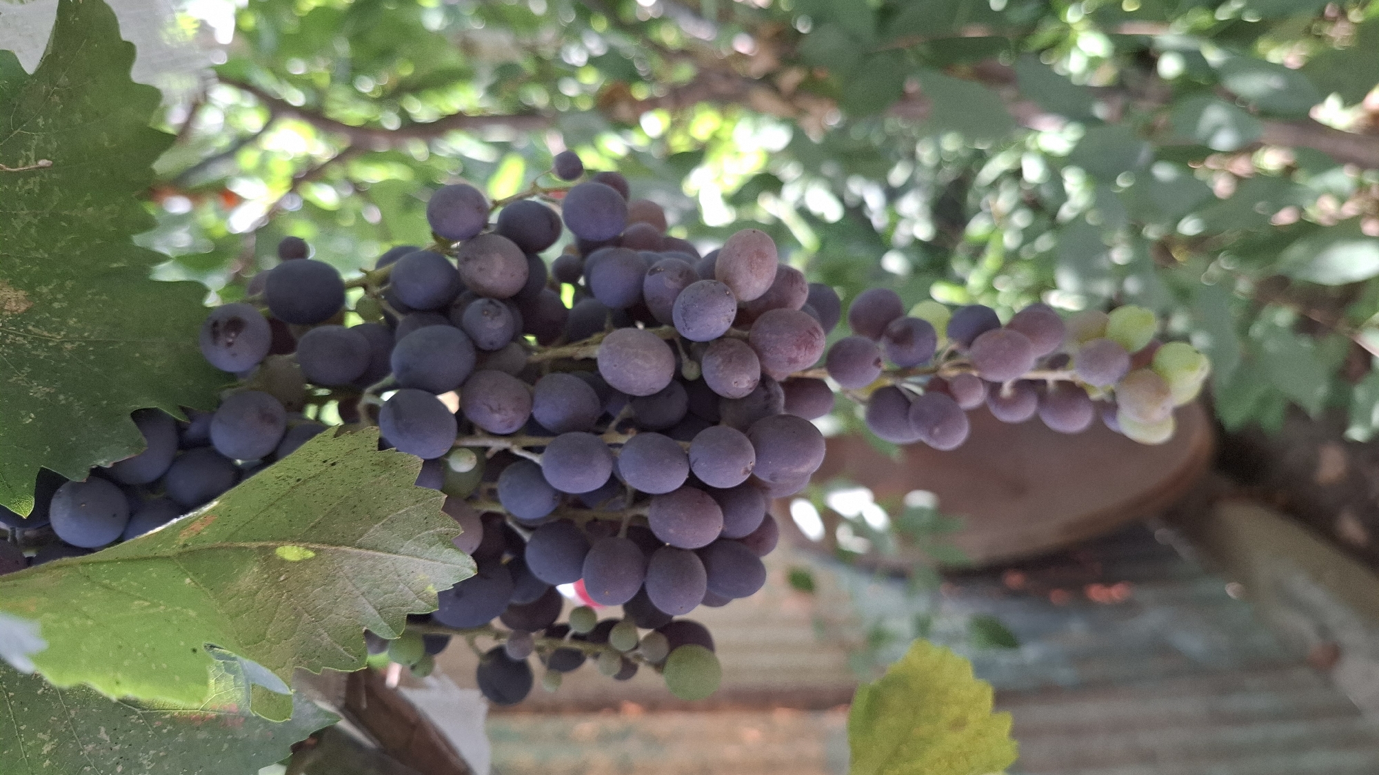 A cluster of dark purple and green grapes hangs from a vine, partially obscured by large, textured green leaves. The grapes are tightly packed together, with individual berries varying slightly in color and size, some showing a dusty bloom. In the background, blurred foliage creates a dappled effect of light and shadow. To the left, a portion of what appears to be a corrugated metal surface and a large, brown, rounded object, possibly a barrel or pot, are visible. The overall scene suggests an outdoor environment, likely a vineyard or garden. The location is Шұбарсу, Kazakhstan.