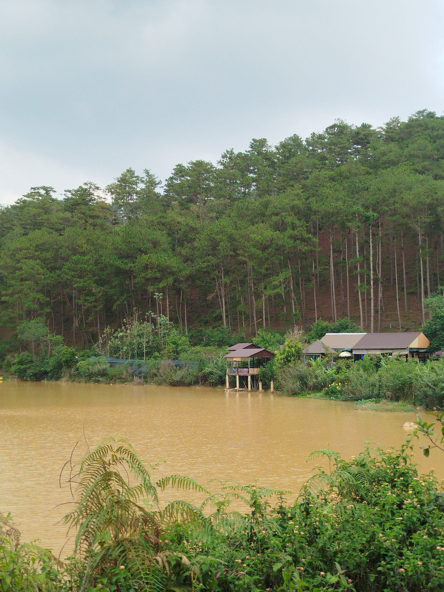 The image displays a tranquil landscape in what is identified as Lang Biang - Da Lat, Vietnam. A significant body of brownish-yellow water, likely a lake or reservoir, occupies the lower half of the frame, its surface showing subtle ripples. The immediate foreground is rich with diverse green vegetation, including large fern fronds, which partially obscure the water's edge.
Along the opposite shore, a dense, verdant forest of tall, slender pine trees dominates the background, ascending a hillside that spans the entire width of the scene. The light brown trunks of the pine trees are visible at the base of the forest, indicating a slope.
Nestled among the lush greenery along the lakeside are a few man-made structures. On the left, a small, open-sided wooden gazebo or hut, featuring a dark roof, stands on stilts directly over the water. To its right, a cluster of low-lying buildings with roofs in muted brown and beige tones are situated amidst thick vegetation, suggesting houses or perhaps hospitality establishments.
The sky overhead is overcast and light grey, indicating a cloudy day. The scene conveys a sense of natural serenity. No people or visible text are present in the image.