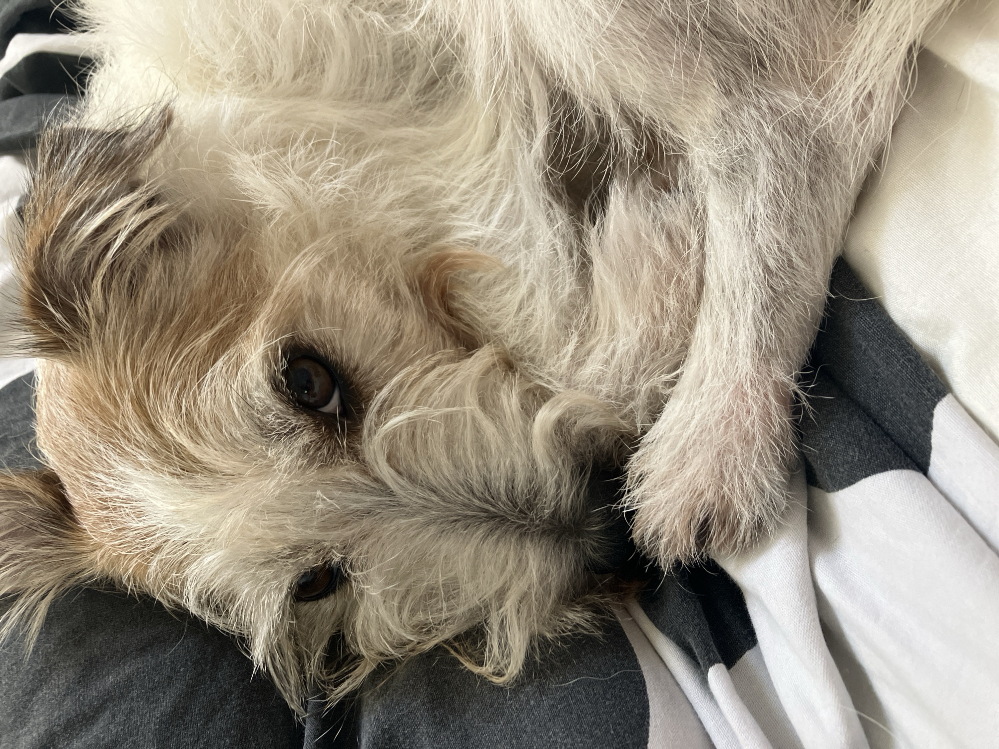 A close-up, high-angle shot captures a small, scruffy terrier mix dog resting on a striped blanket. The dog has brown eyes, a tan and white coat, and its head is turned towards the camera. The dog appears to be in a relaxed or sleepy state. The blanket is patterned with alternating stripes of black and white. The background is slightly blurred, suggesting a shallow depth of field. The image is a still photograph and there is no information about its location in Tel-Aviv, Israel.