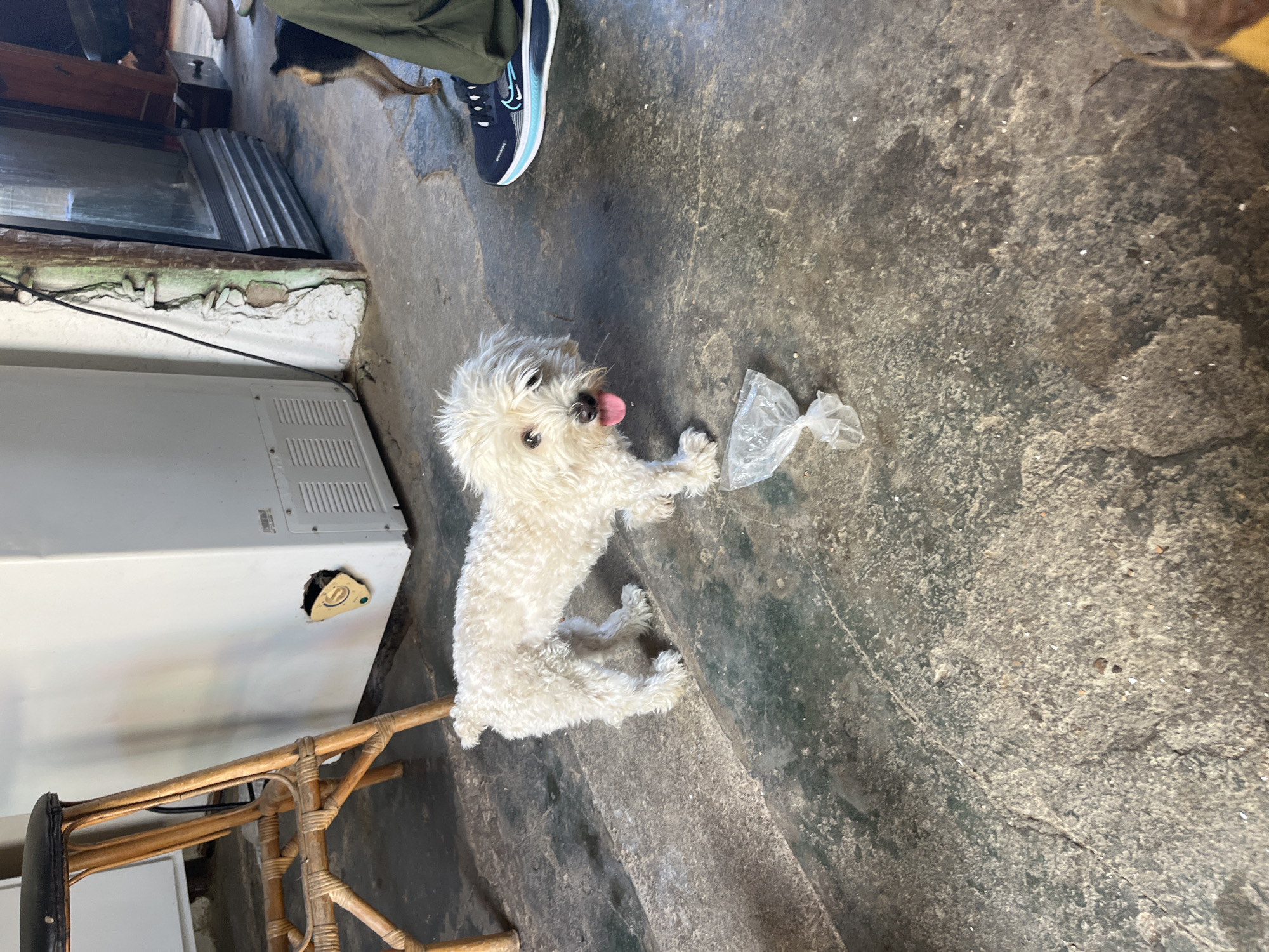 A small, fluffy white dog with its tongue out stands on a rough, textured concrete floor. To the left, a wooden stool with a black seat is visible, partially obscuring a white appliance with visible vents and a damaged section on its side. A crumpled plastic bag lies on the floor in front of the dog. In the background, a dark-colored dog is seen from the rear, and a person wearing green pants and a dark sneaker with blue accents is standing. The environment appears to be an indoor space with worn walls and a large glass-fronted display or appliance. The scene is located in Juan Griego, Venezuela.