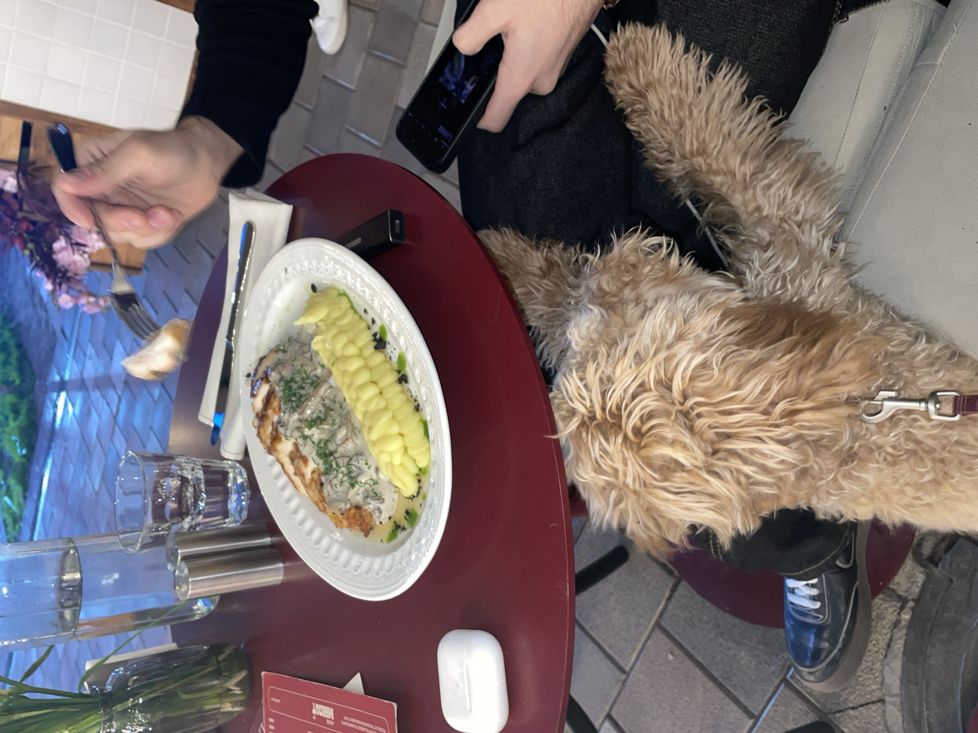 The image captures an overhead view of a table scene, likely in a restaurant, with a focus on food and a dog. A person is seated at the table, holding a fork and seemingly about to eat a meal consisting of chicken with mushroom sauce and mashed potatoes served on a white plate. Another person is holding a black smartphone in their left hand, positioned above the table.
A medium-sized, fluffy, light-brown dog is seated next to the table, close to the person holding the phone. The dog is wearing a leash. The setting appears to be a café or restaurant with outdoor seating, as suggested by the outdoor paving visible underneath the table legs.
Other objects on the table include a knife, a napkin, a small black charger-like object, a water glass and a metal container that might be a salt and pepper shaker set. There are other items near the edge of the table, which appear to be a menu and white AirPods case. Based on the overall style and the "Locuum" menu visible, the location is likely in Yerevan, Armenia.