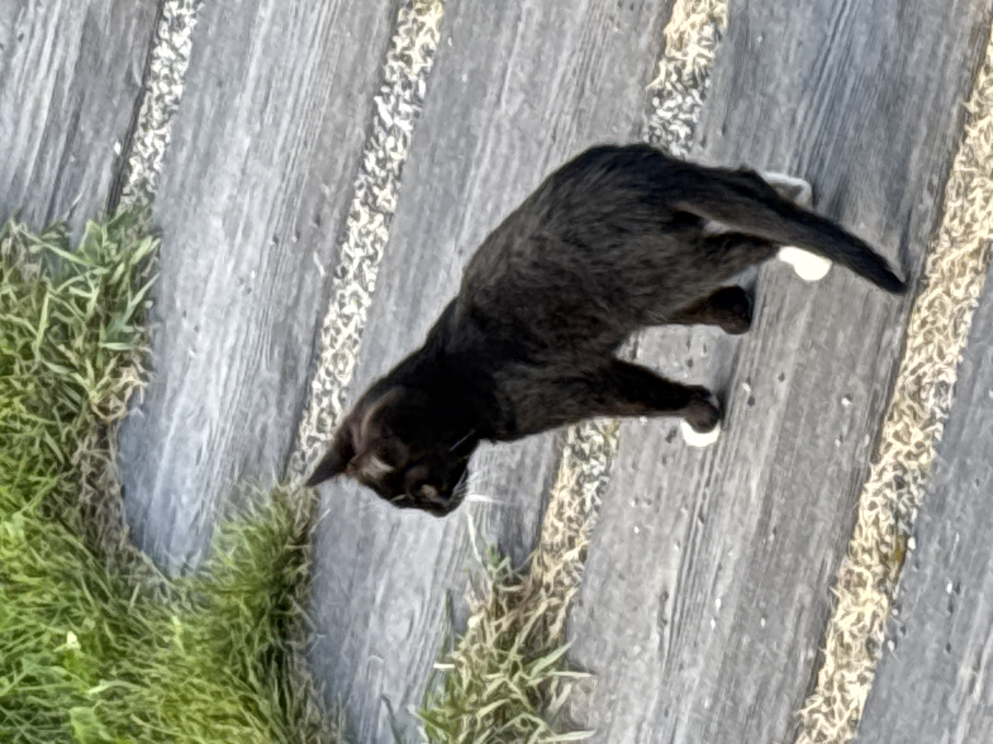 A black cat with white paws walks on a wooden pathway. The pathway is constructed of wooden planks laid horizontally, with strips of white and yellow gravel between the planks. To the left of the pathway, there is lush green grass. The scene appears to be outdoors, possibly in a park or garden, and given the information about Zvenigorod, Russia, this could be a street or public space within the city. The cat is viewed from behind and slightly to the side, facing away from the camera and towards the left of the frame. Its tail is held in a relaxed, slightly curved position. The lighting suggests it is daytime.