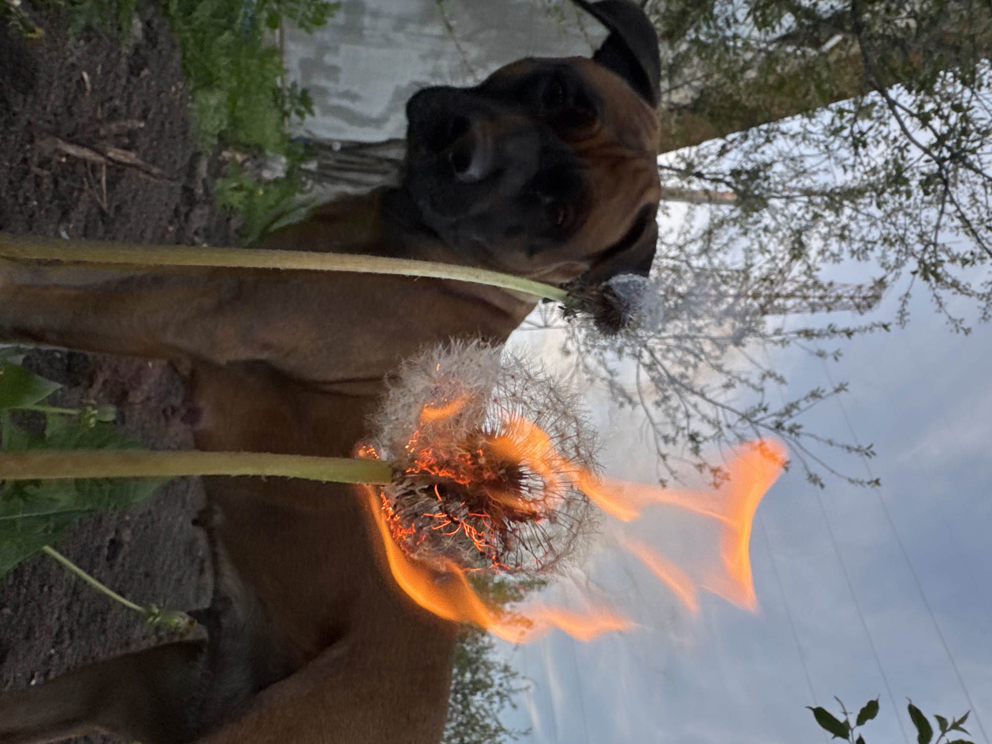 A brown dog is looking at a dandelion that is on fire. The background shows trees and the sky. Soil and green plants are also visible. It is impossible to confirm the location based on the image alone.