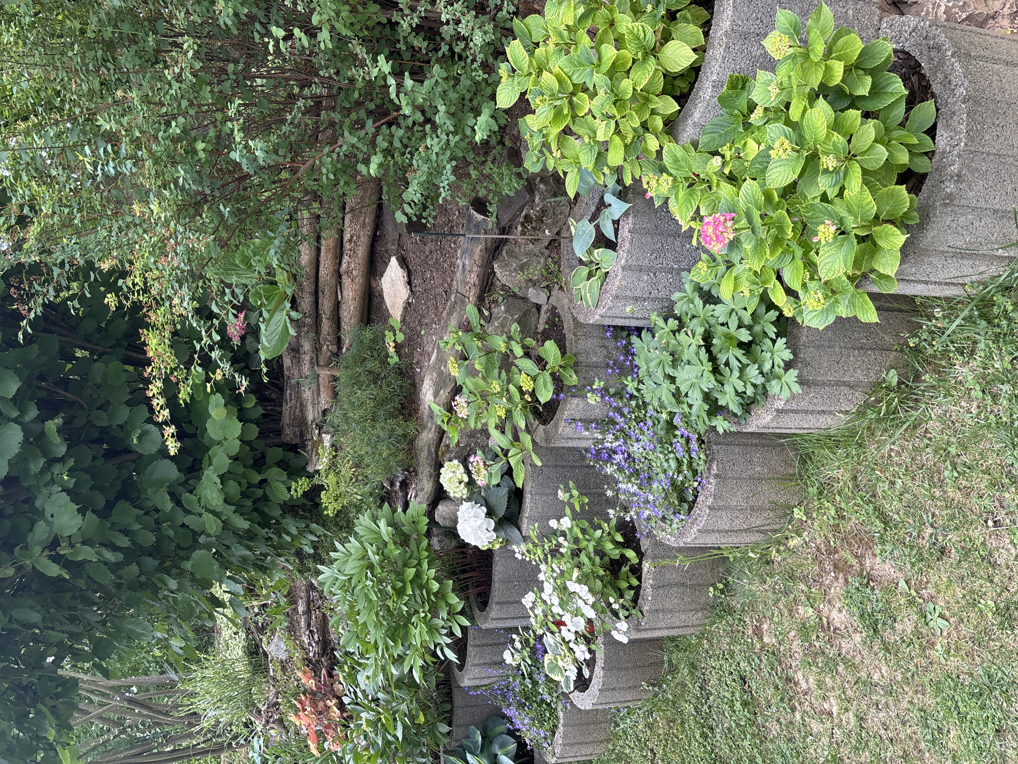 A long shot captures a verdant, stepped garden scene. In the foreground, a row of concrete planters, each containing a variety of blooming flowers and lush greenery, is arranged along a grassy slope. The planters are made of grey, ribbed concrete and are positioned in a slightly staggered line. From left to right, the first planter appears to hold a hosta plant. The second planter contains small purple flowers with green foliage. The third planter is filled with white flowers and green leaves. The fourth planter is overflowing with a dense arrangement of small purple flowers and trailing green plants. The fifth planter showcases vibrant green foliage with some yellow and pink blossoms. The sixth planter is dominated by a large, leafy green plant with clusters of small green buds and a few pink flowers.
Behind the planters, the garden rises in tiers. Several more planters are visible on higher levels, some with blooming flowers, others with foliage. The background is densely packed with a variety of trees and shrubs, creating a natural, overgrown aesthetic. Exposed tree roots and scattered rocks are visible on the sloped terrain, suggesting a naturalistic or slightly wild garden design. The overall impression is one of abundant growth and a well-established, flourishing garden. The lighting suggests it is daytime. The image appears to be taken outdoors.