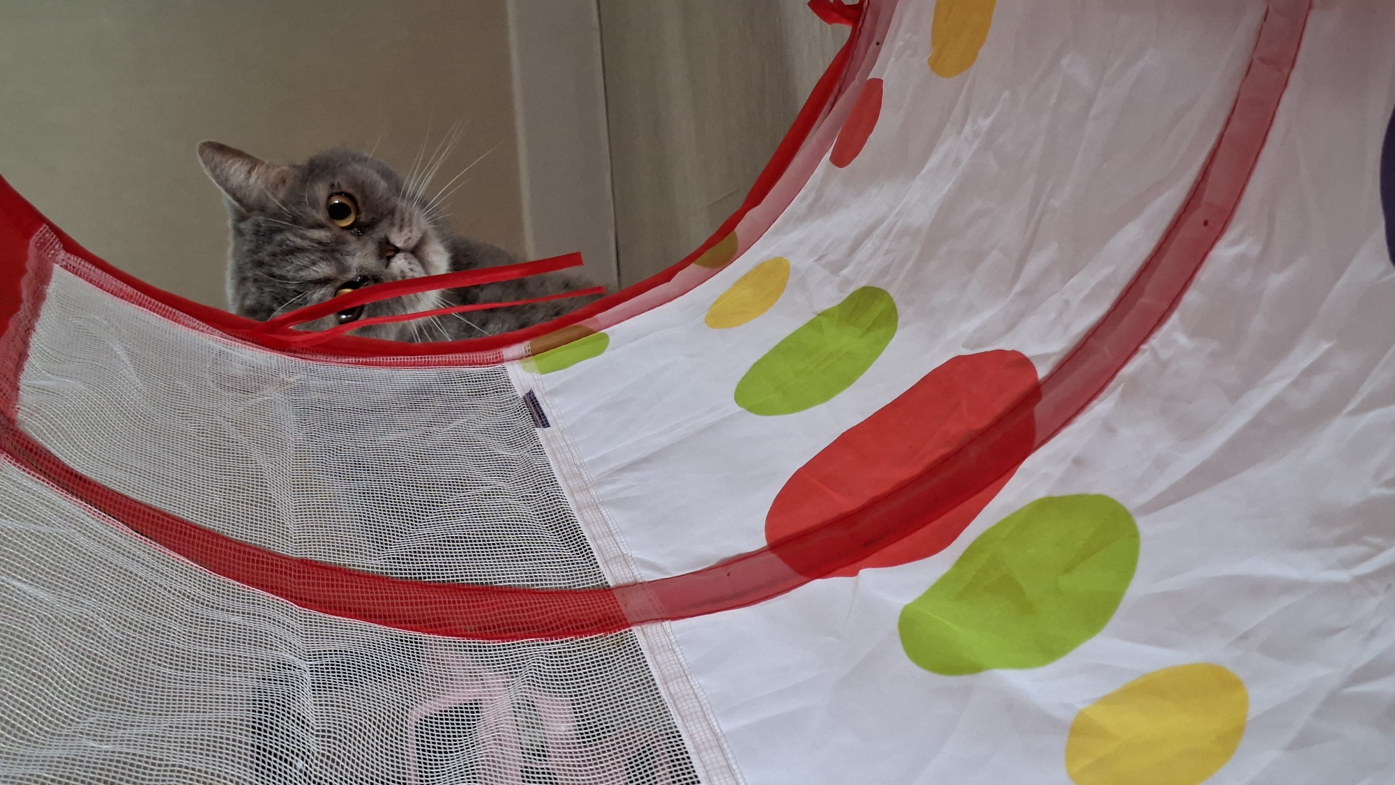 A grey tabby cat with yellow eyes peeks out from behind a white and red toy tunnel. The tunnel is decorated with colorful polka dots in red, green, and yellow. The cat is looking directly at the camera with a curious expression. The background is a plain, light-colored wall and floor, suggesting an indoor setting. There is no information about the location in the city of Chaikovsky, Russia.