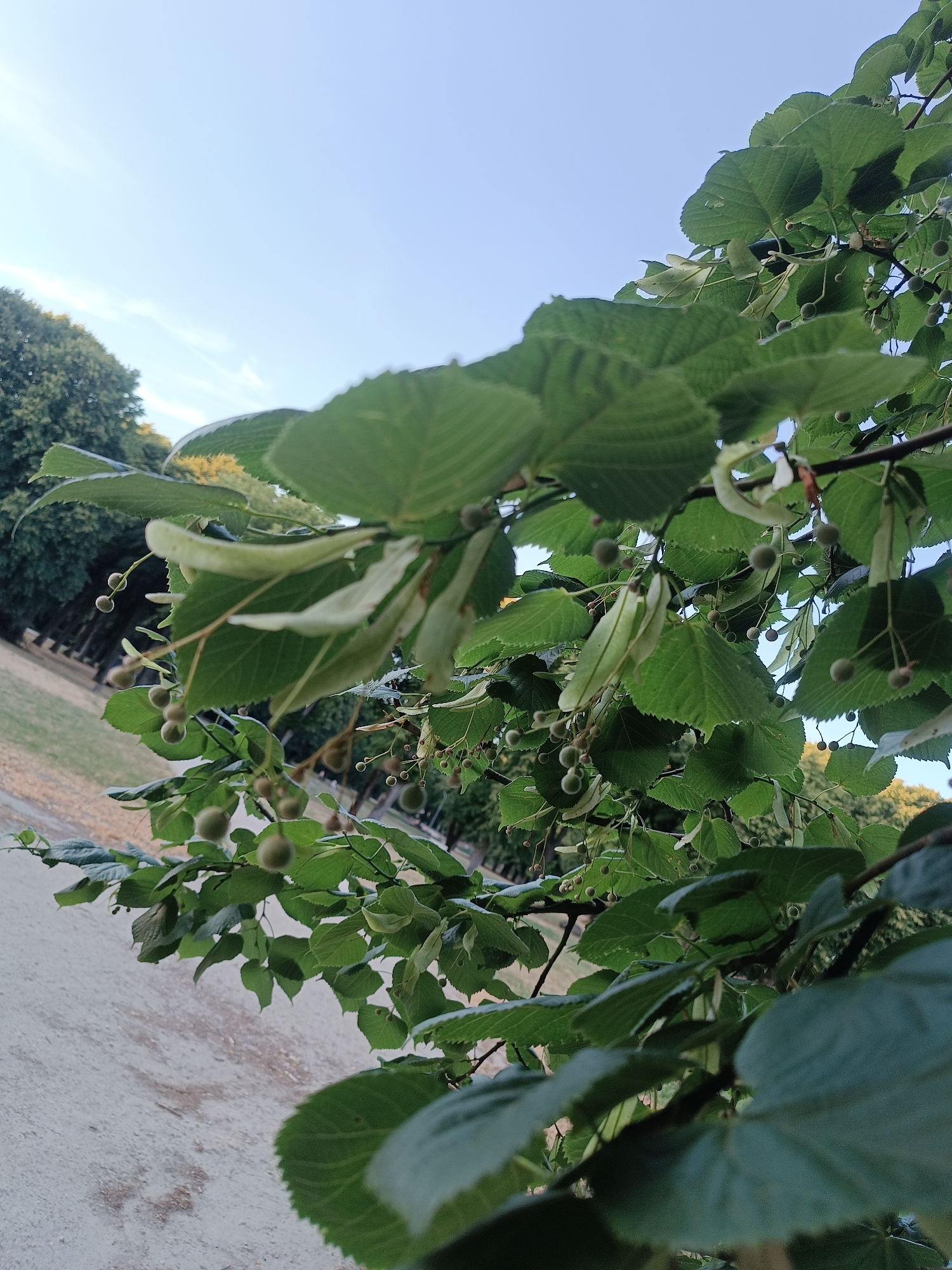 In a low-angle shot looking up through a tree, the foreground is dominated by the lush green leaves and small, round, green fruits of the tree. The leaves are serrated along their edges and have a textured, veined surface. Several delicate, pale green, leaf-like bracts are also visible, attached to the stems near the fruits. The fruits are clustered together, hanging from thin stalks. The branches of the tree are dark brown and provide a skeletal structure for the foliage.
Beyond the foliage, a clear, pale blue sky occupies the upper portion of the image, with a few wispy white clouds. In the background, out of focus, a park-like setting is suggested. To the left, a patch of green grass is visible, transitioning into a dirt path or pathway made of light-colored gravel. Further in the background, a line of mature trees with dark green foliage forms a dense backdrop. The overall impression is one of a peaceful outdoor environment, possibly a park or a garden.