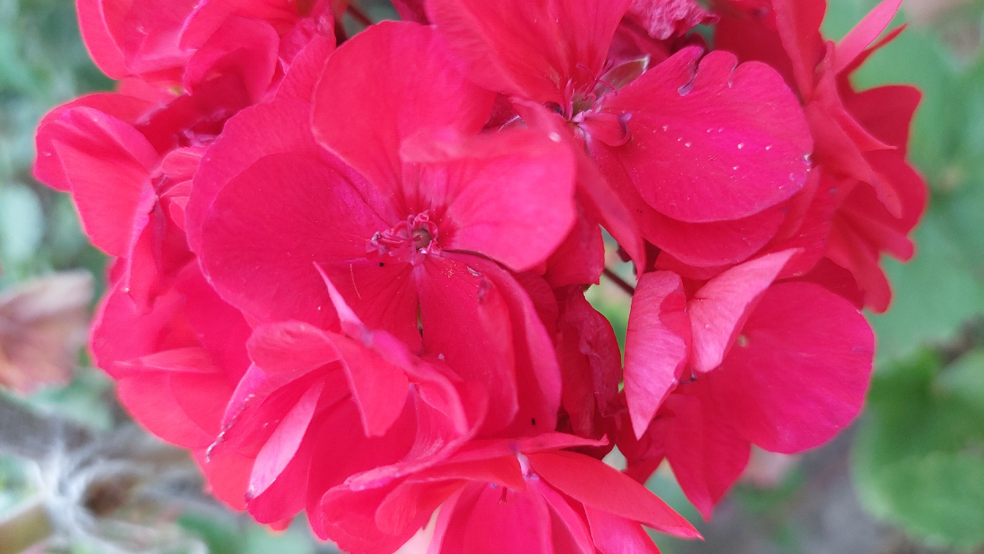 A close-up, vertical shot captures a cluster of vibrant red geranium flowers in Kozarovychi, Ukraine. The petals, a rich crimson hue, exhibit delicate textures and subtle variations in color, with some appearing slightly lighter due to the lighting. Small dark specks, possibly pollen or imperfections, are visible on some of the petals. The flowers are densely packed, with layers of petals overlapping and creating a sense of depth. In the background, blurred green foliage and hints of grey, possibly a stem or dry leaves, provide a soft contrast to the vividness of the flowers. The overall impression is one of natural beauty and intense color saturation.