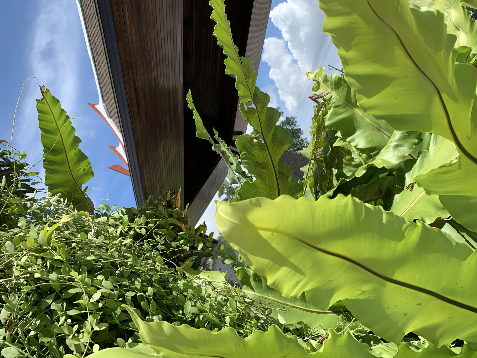 In Ko Kaeo, Thailand, a close-up view captures lush green foliage against a bright blue sky dotted with white clouds. Dominating the foreground are large, wavy, bright green leaves, possibly from a bird's nest fern. Behind them, a cascade of smaller, oval, green leaves hangs from thin vines. In the upper right quadrant, a wooden roof with an ornate, red and white-trimmed edge is visible, suggesting the presence of a building. The scene is bathed in natural light, highlighting the vibrant colors of the plants and the sky.