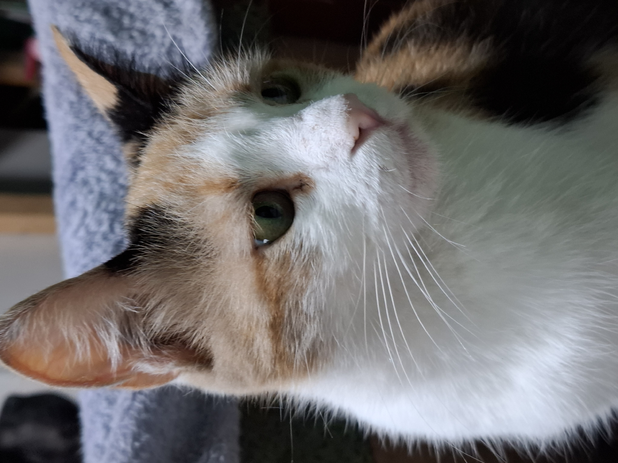 A calico cat is pictured in a close-up, medium shot. The cat has patches of white, orange, and black fur. Its eyes are green, and its nose is pink. The background is blurred and appears to be indoors. The cat is facing to the right, with its head slightly tilted. The image is well-lit, and the details of the cat's fur and face are sharp.