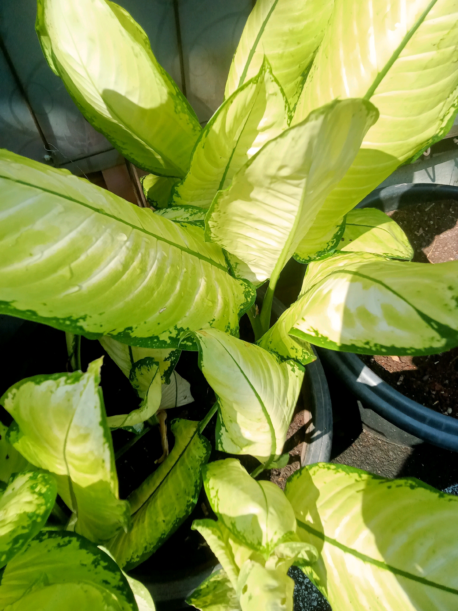 A close-up, overhead shot focuses on a potted plant with large, variegated green and yellow leaves. The leaves are broad and ovate with prominent veins and a slightly wavy edge. Some leaves exhibit a lighter yellow or creamy white center, contrasted by green edges and speckled patterns. Sunlight casts distinct shadows across the foliage, highlighting the texture and shape of the leaves. The plant is in a dark-colored pot, partially visible, with soil and small stones around its base. The background is blurred, suggesting an outdoor setting, possibly a patio or garden, with hints of a textured wall and the ground. The overall impression is one of lush greenery bathed in bright light. The location is Unknown, Unknown.