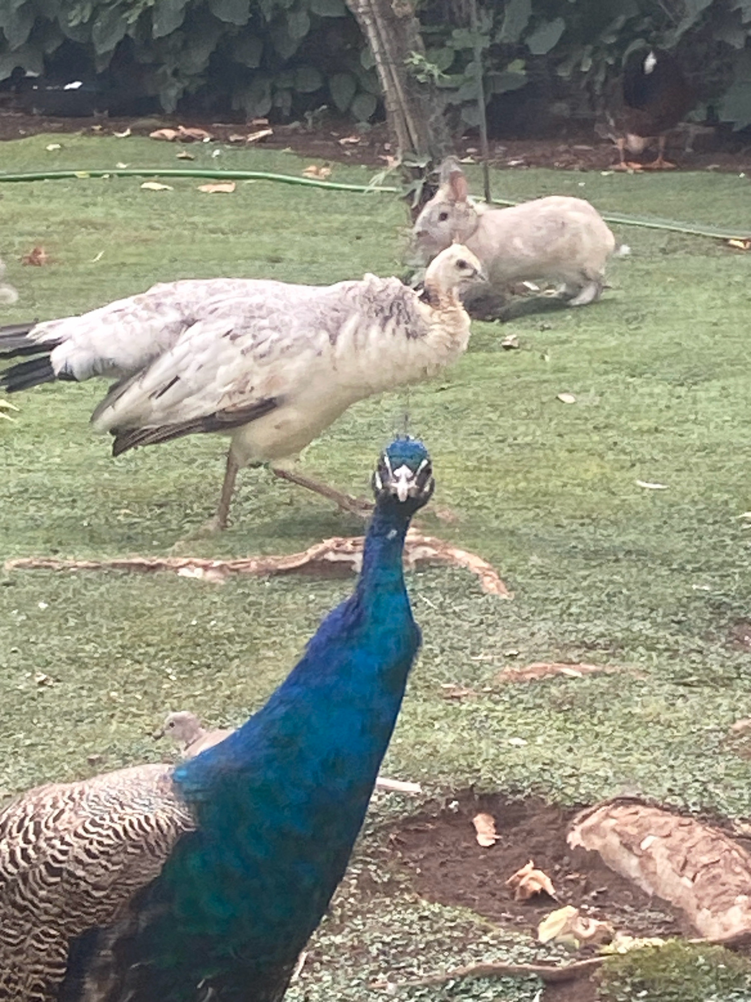 In Budva, Montenegro, a peacock stands in the foreground of a grassy area. Its iridescent blue and green plumage is prominent, with its head facing the camera. Behind the peacock, a lighter-colored bird, possibly a peahen, is visible, as is a light-colored rabbit. Further in the background, a dark bird is perched on a branch, and lush green foliage forms the backdrop. The ground is covered in grass with scattered fallen leaves and a few brown, textured objects that could be debris or branches. The overall scene depicts a naturalistic outdoor environment with various animals present.