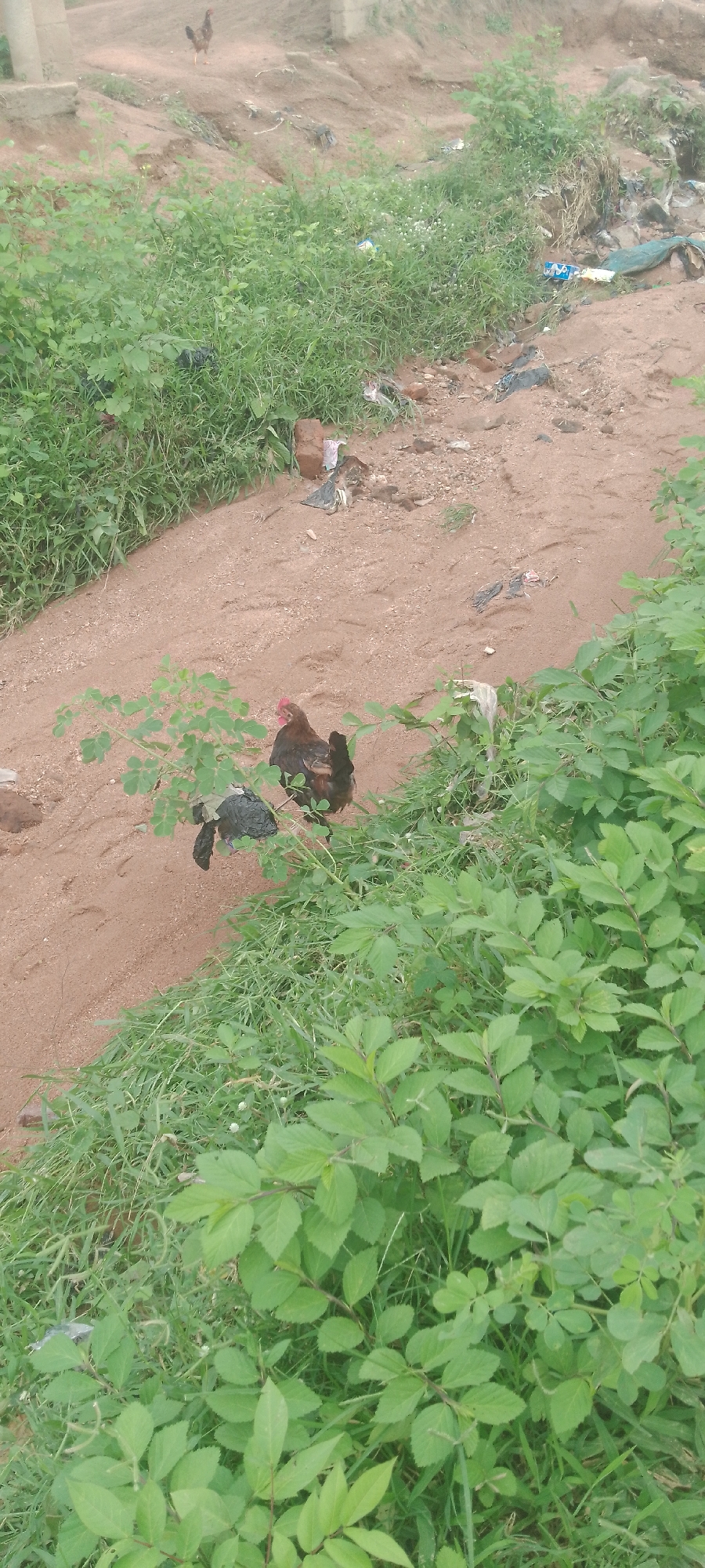 In Jalingo, Nigeria, a muddy dirt path winds through overgrown green vegetation. Discarded debris, including plastic bottles and bags, litters the roadside, indicating an area prone to littering. A lone chicken stands in the middle distance on the path, its brown and black feathers blending with the earthy tones of its surroundings. Further down the path, closer to the foreground, two more chickens peck at the ground. One is a dark brown hen with black tail feathers, while the other, partially obscured by foliage, appears to be a black chicken. Both are foraging amongst the weeds and sparse vegetation that grow alongside the path, suggesting they are free-ranging. The overall impression is one of a rural or semi-rural setting within Jalingo, characterized by unpaved roads, natural growth, and the presence of domestic animals amidst signs of human habitation and waste.