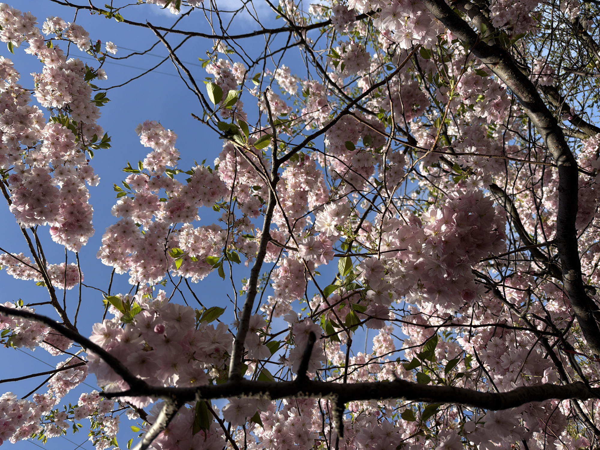 The image captures a view looking up into the branches of a tree in full bloom. The tree is covered in light pink flowers, with some green leaves visible. The branches are a mix of dark and light brown. The background is a bright blue sky with some wisps of clouds. The location is most likely Saint Petersburg, Russia, due to the commonality of these cherry blossoms in the area.