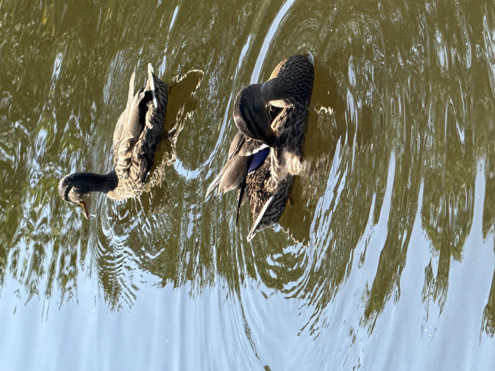 Two ducks are swimming in murky water. The duck in the foreground is preening its feathers and is facing to the left. The duck in the background is swimming away from the viewer and facing to the right. The water is calm and shows ripples from the movement of the ducks. Sunlight reflects off the water's surface, creating bright spots and dark shadows. The overall scene is naturalistic, depicting a peaceful moment in an aquatic environment.