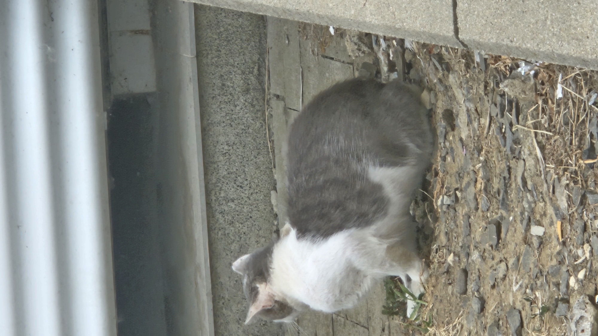 A medium shot photograph captures a domestic cat with white and gray tabby markings from a side profile, facing left. The cat is positioned on a rough, gravelly ground with scattered debris, including small stones and dry vegetation. Behind the cat, a textured, light-colored wall and a section of a white, corrugated overhang are visible. The ground surface appears to be a mix of broken concrete and dirt. The cat is sitting, with its rear end slightly raised, and its tail is tucked. The scene is outdoors, suggesting a natural or semi-urban environment.