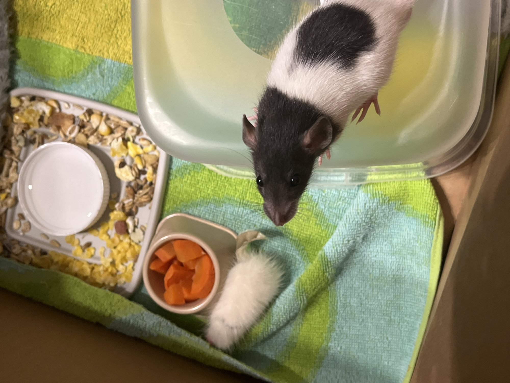 A black and white rat leans out of a clear plastic container towards a green and yellow striped cloth. Next to the rat are a metal dish with sliced carrots and a white fuzzy toy. There is a dish with cereal and a white lid in the upper left corner of the image. The photograph was taken from above, within a cardboard box. There is no evidence to support that this image was taken in the city of Perm, Russia.