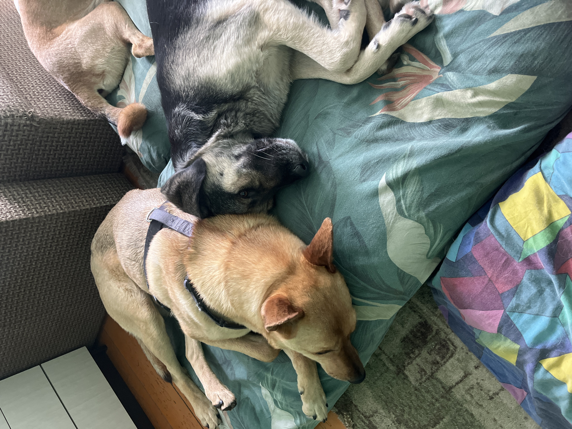Three dogs are resting on bedding with a floral print. One dog has tan fur and is wearing a harness, resting on the left side of the image. Another dog with black and white fur is lying above the tan dog. A third tan dog's hind legs are visible at the top left, resting on what appears to be a sofa. The bedding is on the floor. The location in Nizhny Tagil, Russia, cannot be determined from the provided image.
