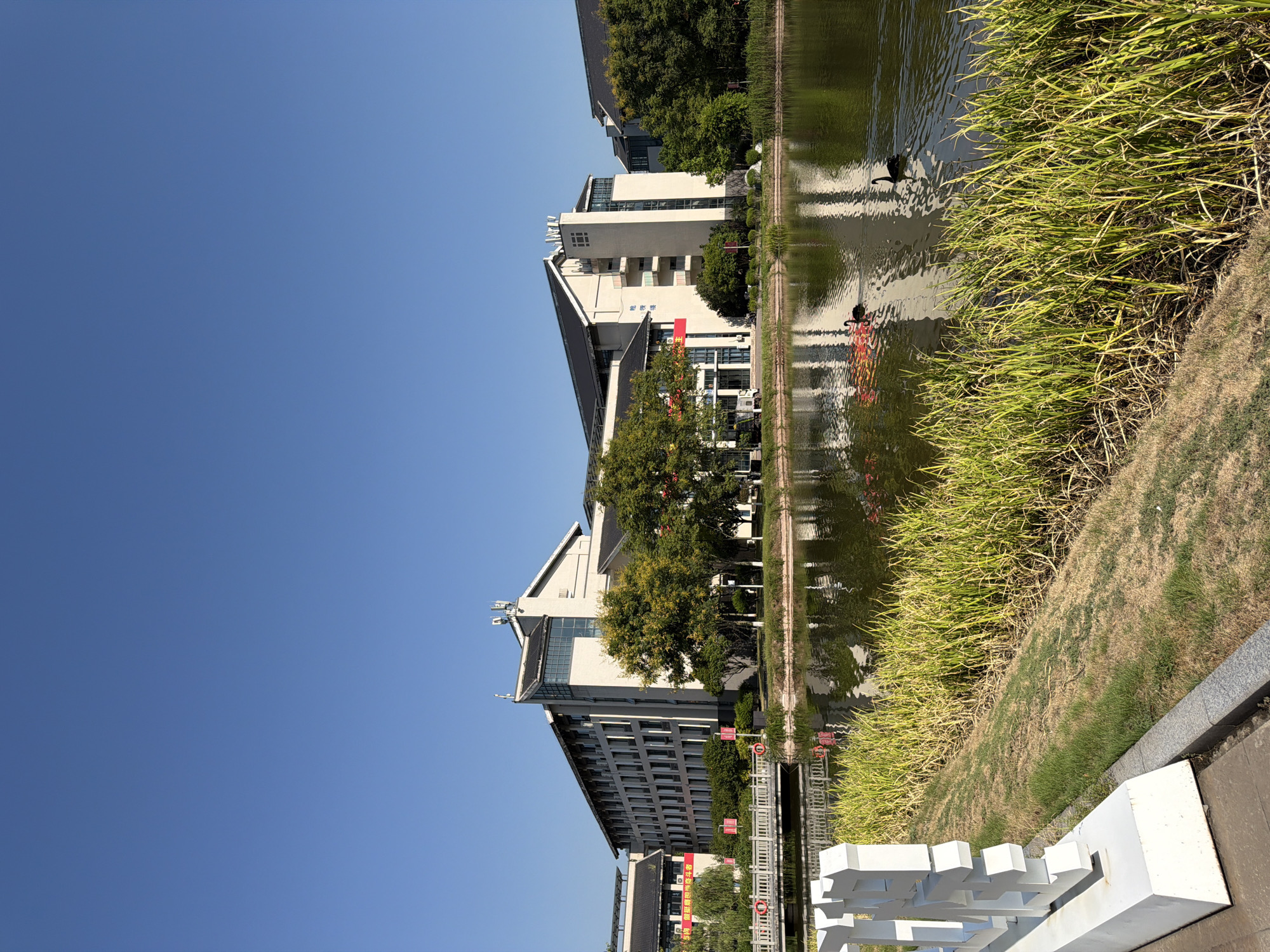 A serene view of a tranquil body of water with two black swans swimming is captured on a clear, sunny day. The foreground features a lush green bank of reeds and grass, with a white sculpture positioned to the left, its abstract design adding a modern touch to the natural setting. In the mid-ground, a white bridge spans the water, connecting to the shore. Beyond the water, a multi-story building with a light-colored facade and dark sloped roofs stands prominently, surrounded by mature trees with green foliage. Red banners are visible on the building and some trees, suggesting a public or institutional space. The clear blue sky above provides a vast, uninterrupted backdrop to the scene. This image appears to be taken in the Jiangjin District of Chongqing, China, likely within a park or university campus that features water and architectural elements.
