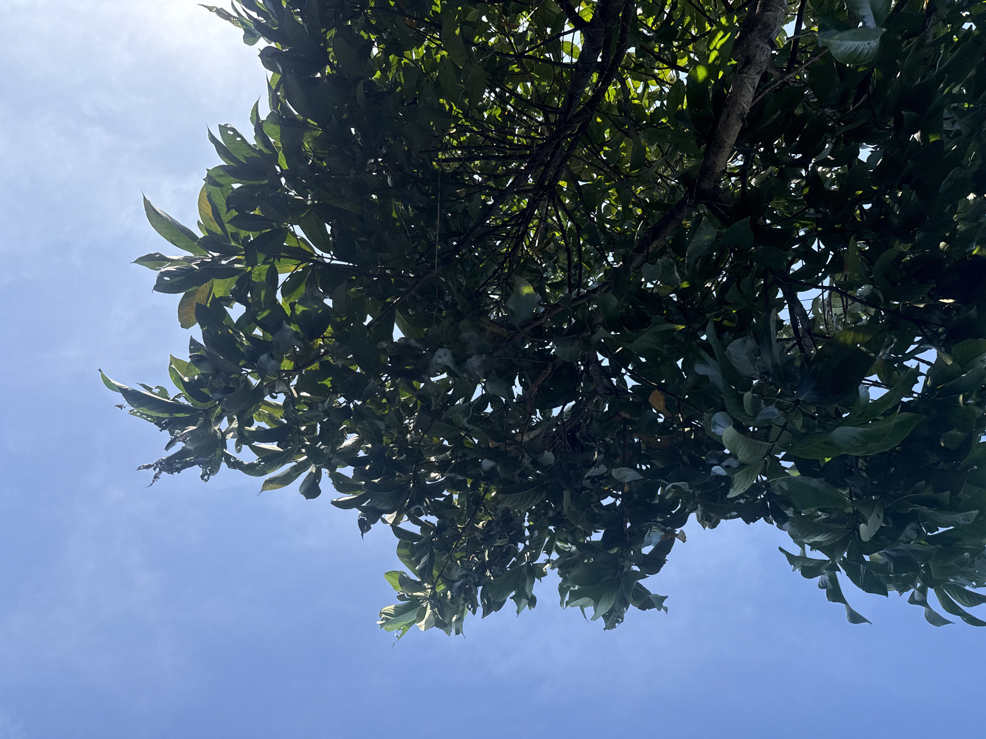 The image shows a view looking up into the canopy of a tree against a bright blue sky. The tree has dense green foliage, and some branches are visible. The location is unknown.