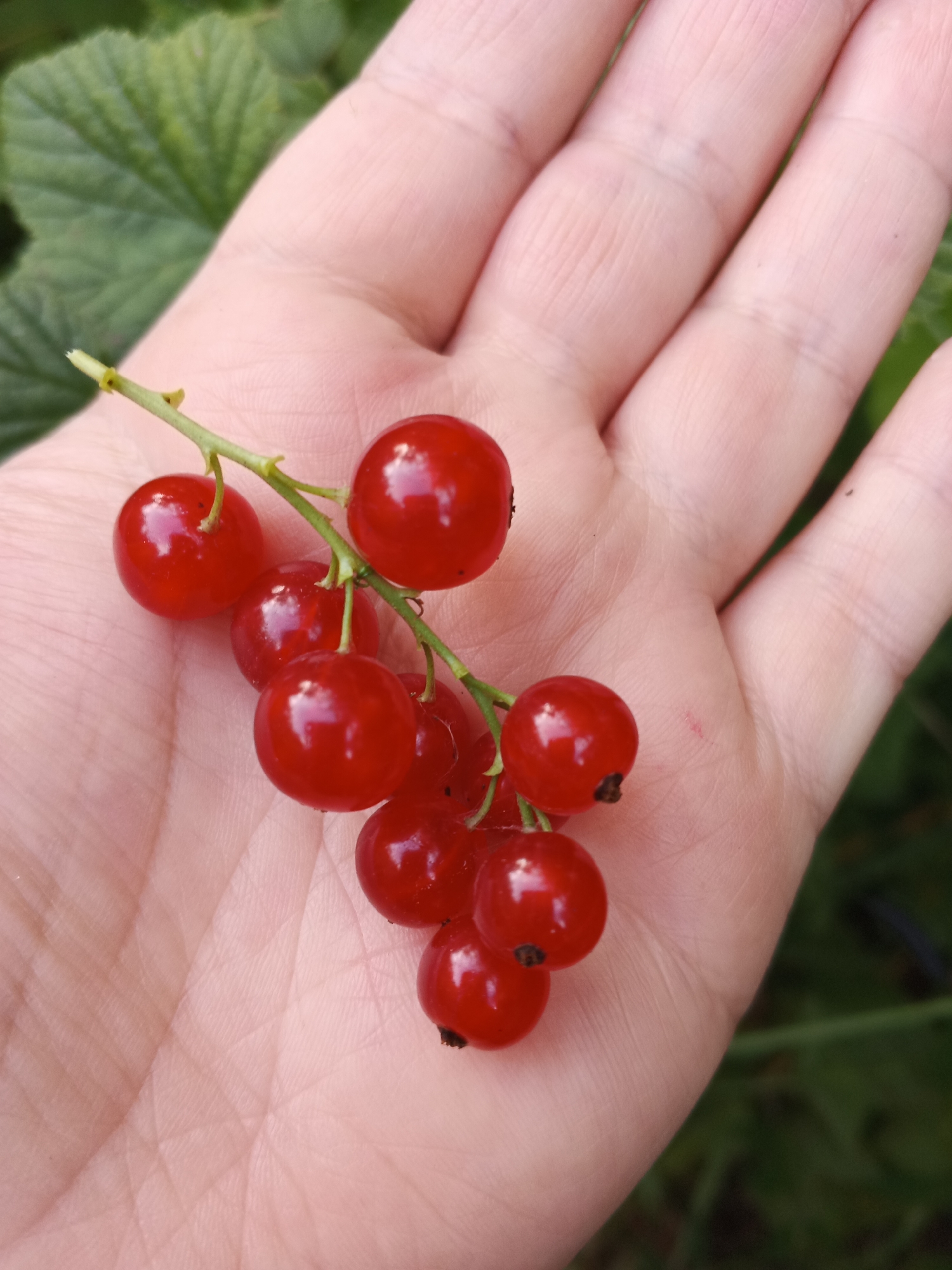 A close-up, top-down shot shows a person's open palm, cradling a sprig of bright red currants. The currants are small, round, and glossy, with a few dark remnants of their stems visible. The skin of the palm is visible, with natural lines and pores. The background is blurred, featuring green leaves and foliage. The image appears to be taken outdoors, possibly in a garden. There are no discernible urban elements or landmarks to indicate a specific location within the city of Suvorov, Russia.