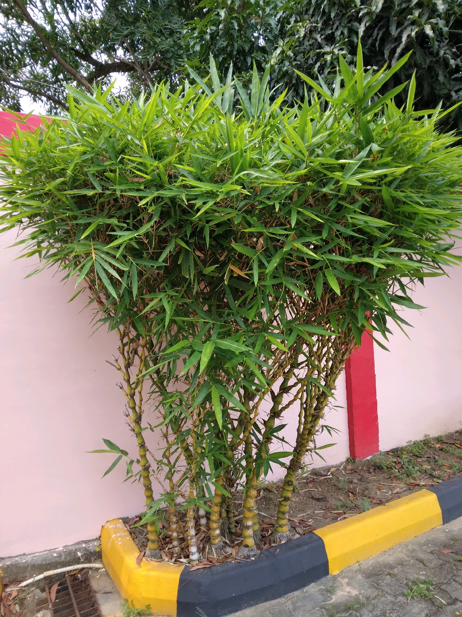 In Batam, Indonesia, a dense clump of bamboo grows in front of a pink wall. The bamboo's stalks are yellow and green, with thin, pointed leaves. The base of the bamboo is bordered by a curb painted black and yellow, separating it from a paved area. Behind the bamboo, a large tree with green leaves provides a backdrop. To the right of the bamboo, a red vertical post is attached to the pink wall. The ground around the bamboo is covered in dirt, dried leaves, and small patches of grass. A metal grate, possibly a drain, is visible to the left of the bamboo.