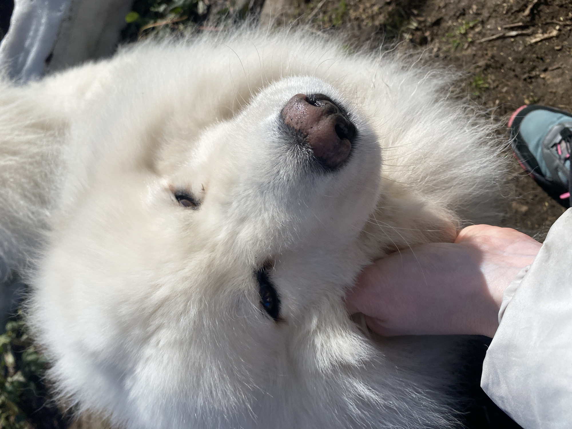 A close-up, high-angle shot depicts a white Samoyed dog being petted by a human. The dog's pink-spotted nose is centered in the upper middle of the frame. The dog's eyes are partially visible. A human hand is placed on the dog's neck, and the person is wearing a light gray jacket. The edge of a pink and teal shoe is visible in the upper right corner. The background is a mix of dirt, grass, and some green foliage. The location is not discernible as being in the city of Chaikovsky, Russia based on the image.