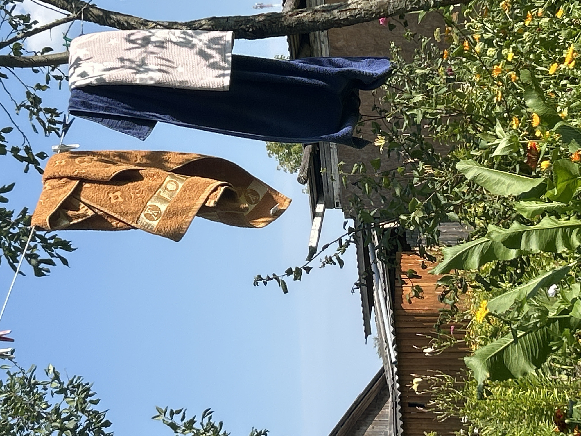 In Kalitsino, Russia, three towels are hanging on a clothesline, suspended between a tree and unseen support. The leftmost towel is a rust-colored, patterned fabric. Next to it is a dark blue towel. To the right of the blue towel is a white towel with a patterned texture. The towels are drying outdoors under a clear blue sky, with the branches of a leafy tree partially obscuring the view. Below the clothesline, a dense garden with various green plants and yellow and orange flowers is visible, along with the roof of a wooden structure. A tree trunk is also present on the right side of the image.