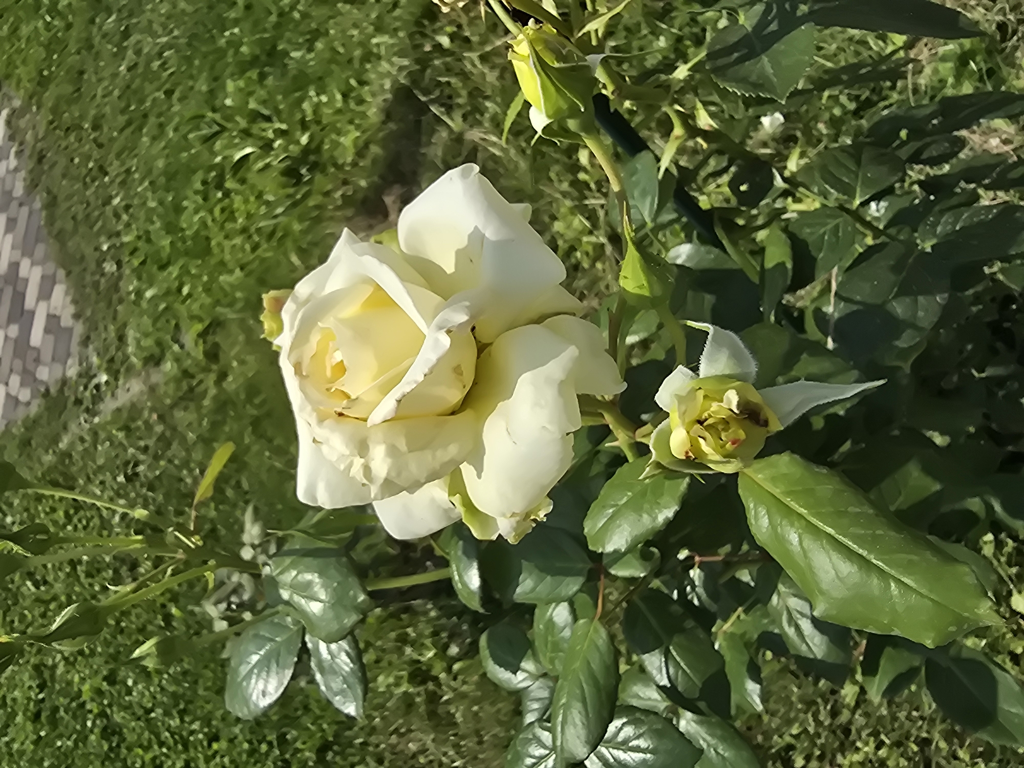 A single, creamy yellow rose is in full bloom, its petals unfurling gently. The rose is the primary subject, positioned in the center of the frame, with a smaller, less developed bud just below and to its left. The rose bush has lush, dark green leaves, some of which are glossy from the sunlight. In the background, out-of-focus, is a patch of green grass and a section of a paved walkway constructed of light-colored rectangular bricks. The image appears to be taken outdoors in a garden or park setting, likely in Sofiivska Borshchahivka, Ukraine, during daylight hours. There are no people or animals visible in the frame.
