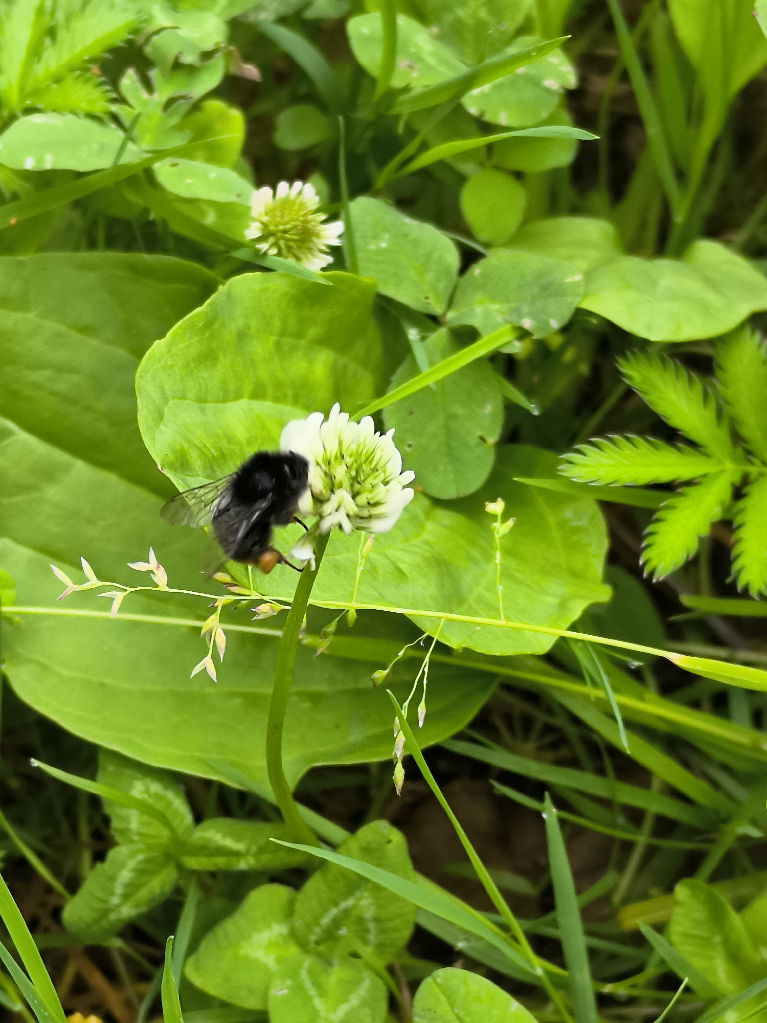 A close-up, eye-level shot captures a bumblebee, predominantly black with some fuzzy yellow or orange markings on its abdomen, hovering near a small, white clover flower with a green center. The bumblebee is positioned on the right side of the frame, its wings blurred due to movement. The clover flower is on the left side, its petals delicately arranged. Surrounding the flower and bee is a dense carpet of lush green foliage, including broad, veined leaves and thin blades of grass. The lighting suggests an outdoor setting, likely during daylight, with some dew drops visible on the leaves, indicating a recent watering or morning dew. The background is a blur of greens and darker tones, hinting at more foliage and possibly soil. There is no indication of human presence or any urban elements within the frame, making it difficult to pinpoint a specific location within Klaipėda, Lithuania, beyond it being an outdoor, natural environment.