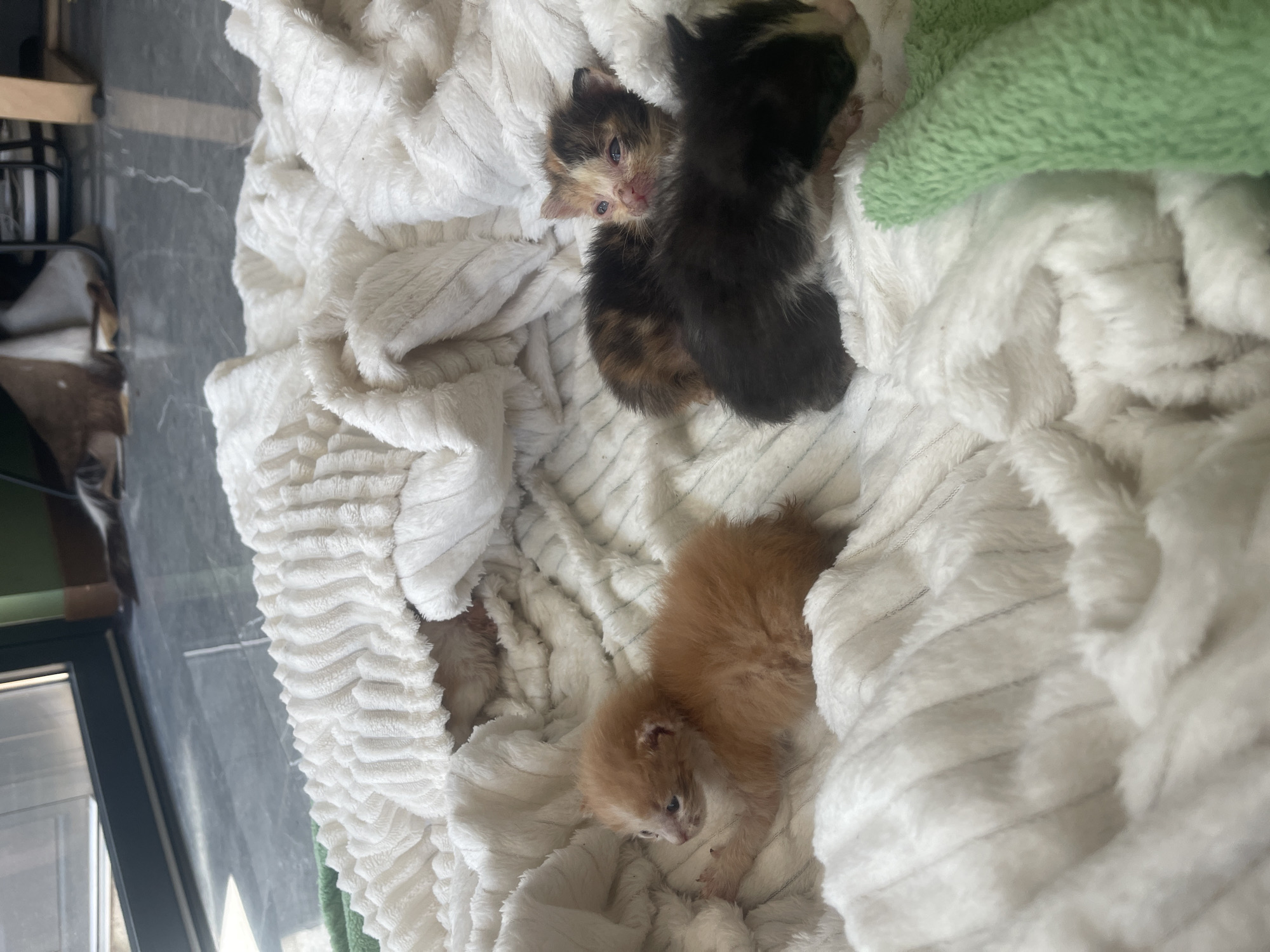 Three kittens are nestled on a white, textured blanket. One orange kitten lies on its side on the left, facing left. To its right, a calico kitten with its eyes partially closed is positioned behind a black and white kitten. The black and white kitten faces to the right, with its head and part of its body visible. In the background, out of focus, is a portion of a doorway and a dark floor. The scene appears to be indoors.