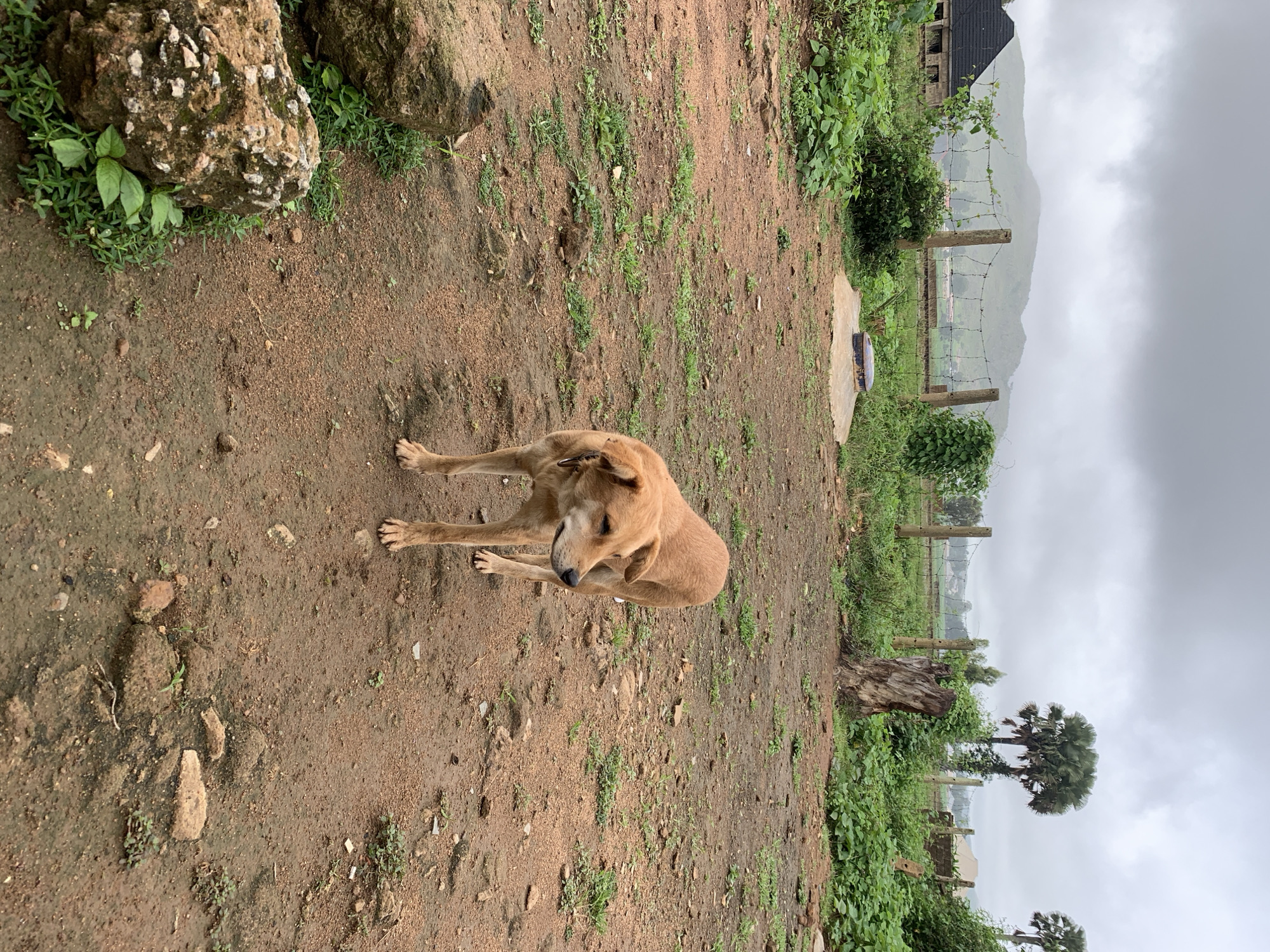 A medium-sized, light brown dog stands in a muddy, outdoor area. The dog is facing to the right and looking away from the camera. The ground is composed of dirt and patches of green grass. In the background, there is a barbed wire fence and some vegetation, including trees and bushes. Further in the distance, a hazy mountain range can be seen under a cloudy sky. To the left, a portion of a dark-colored roof of a building is visible. The overall environment suggests a rural or semi-rural setting in Kuru Karama, Nigeria.