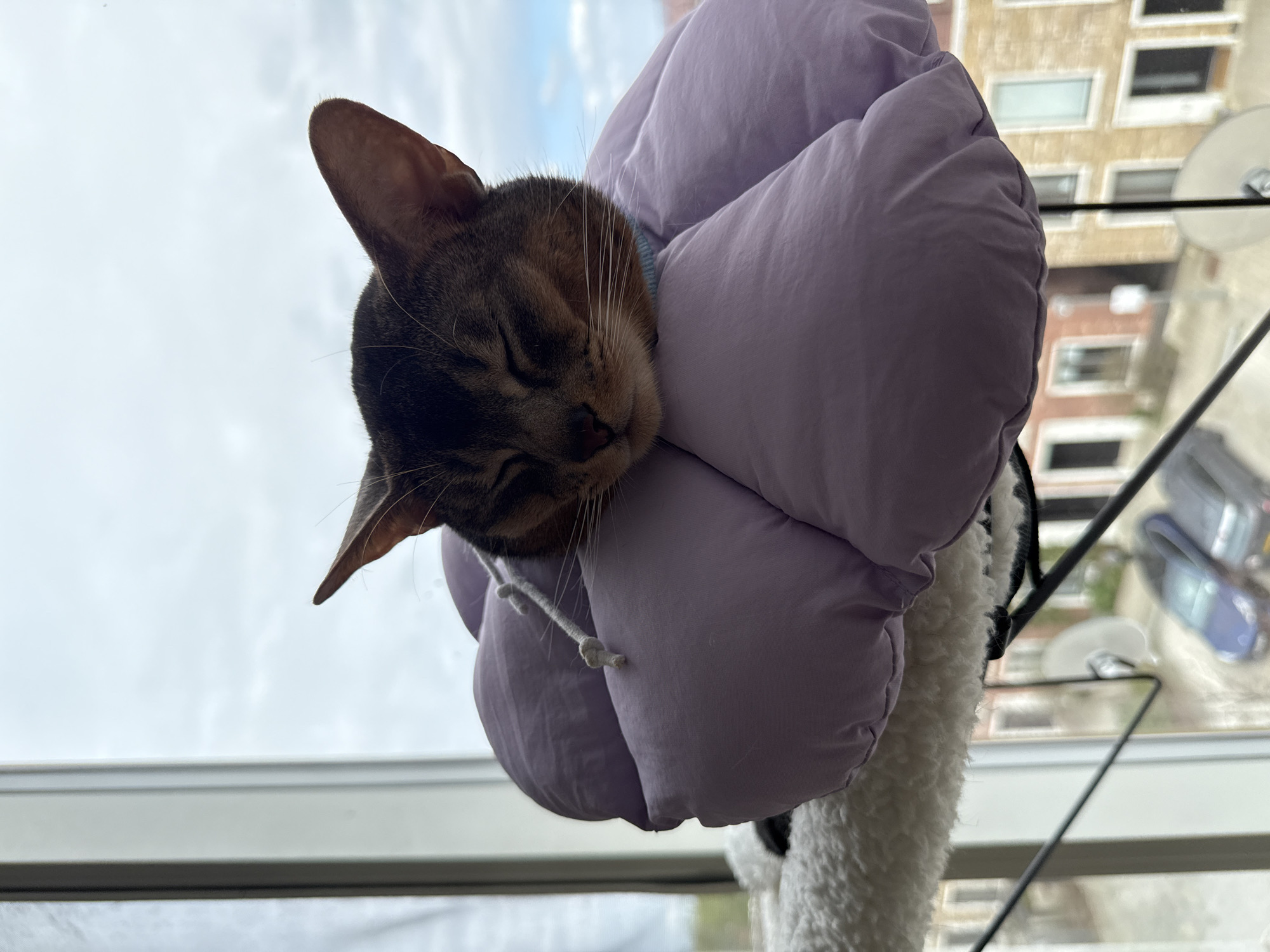 A brown tabby cat with a purple puffy collar rests atop a white, faux-fur-covered cat tree. The cat is positioned near a window, outside of which is a view of a multi-story building across the street. The building features multiple windows, some of which are open. The lower portion of the window shows a reflection of the neighborhood outside. Based on the architecture and the view of the exterior, the location could be in London, United Kingdom.