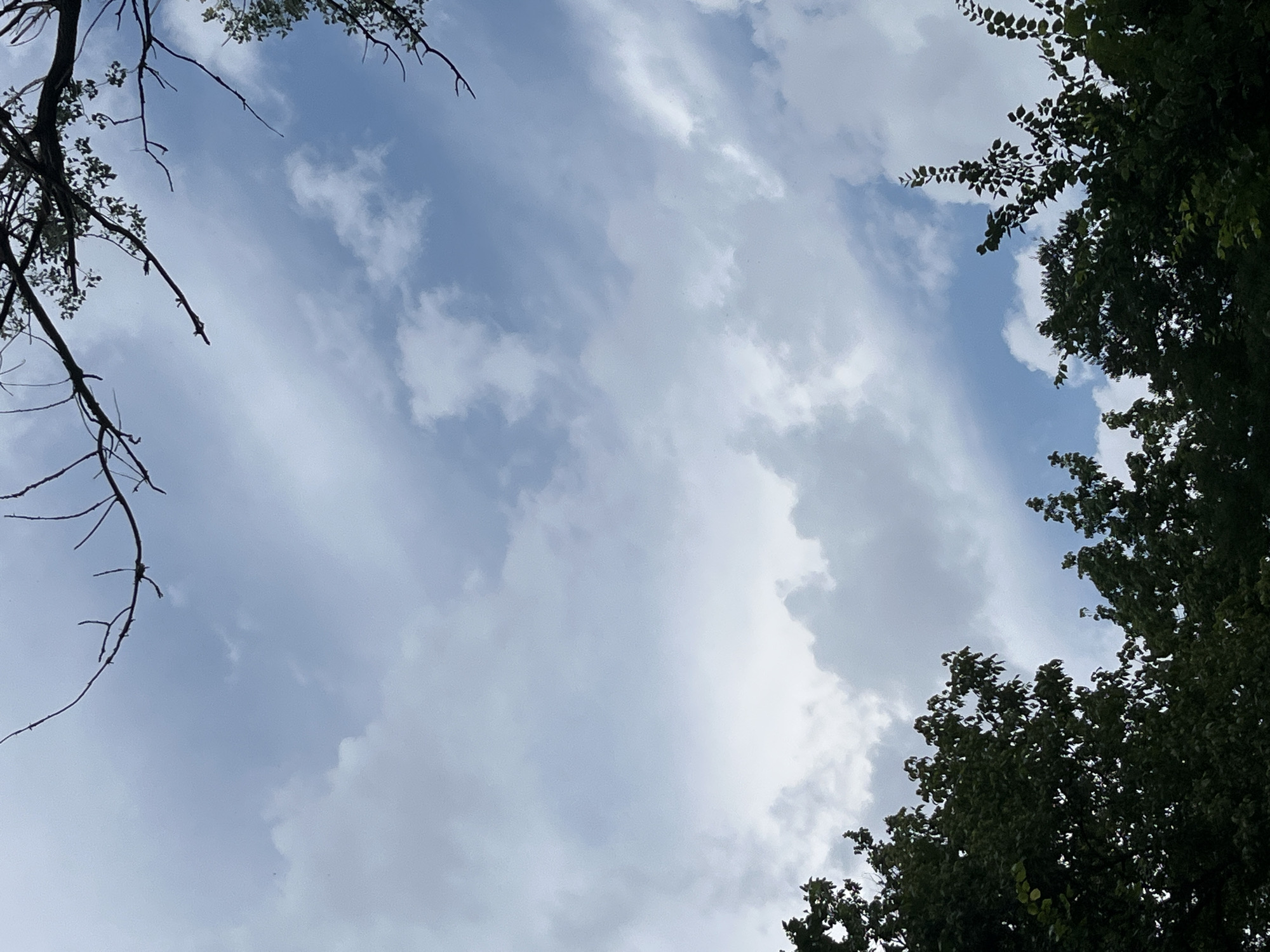 The image captures a view of a cloudy sky from below, framed by the dark silhouettes of trees and branches. The clouds are a mix of white and gray, suggesting overcast or partially cloudy conditions. The trees are lush and green, with visible leaves and branches. There are no people or specific landmarks visible in the image. The scene appears to be an outdoor environment, possibly a park or a residential area within a city. The location in Plovdiv, Bulgaria, is not discernible from the visual information alone.