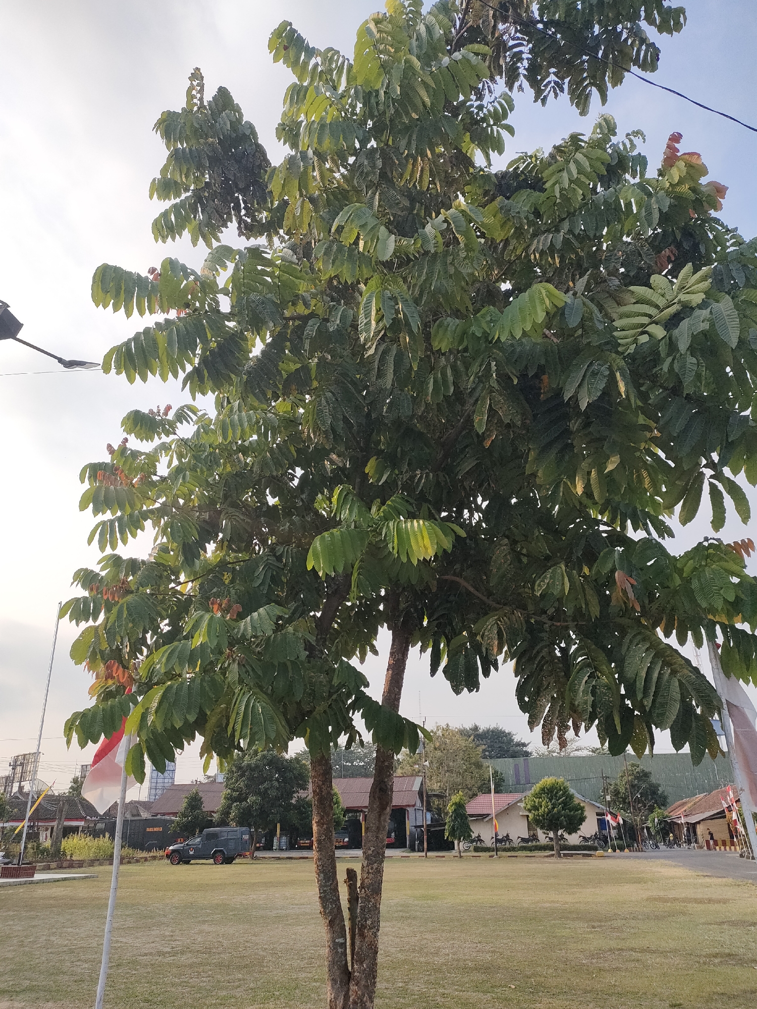 The image shows a large tree with lush green leaves in the foreground. Behind the tree, a grassy field stretches out, with several buildings and some vehicles visible. On the left side of the field, an Indonesian flag is planted on a flagpole. In the background, there are more trees and structures. The sky is clear with some clouds. The scene appears to be an outdoor public space, possibly a park or a communal area within a settlement. The presence of the Indonesian flag suggests the location is in Indonesia, and specifically mentioned as Banguntapan, Indonesia, which is a subdistrict in Bantul Regency, Yogyakarta Special Region. One of the vehicles visible is a dark-colored van with "POLISI" written on it, indicating a police presence. There are also a few people visible in the background, some of whom appear to be on bicycles. The overall impression is a calm, daytime scene in a semi-urban environment.
